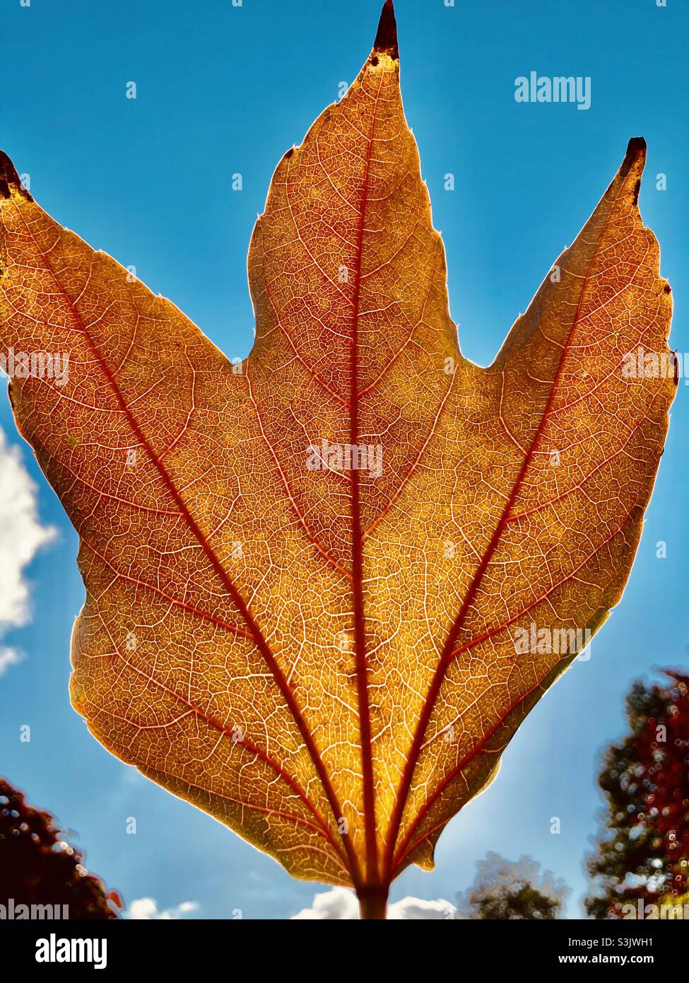 Brown leaf with veins against blue sky - Smartphone Captured Stock Image