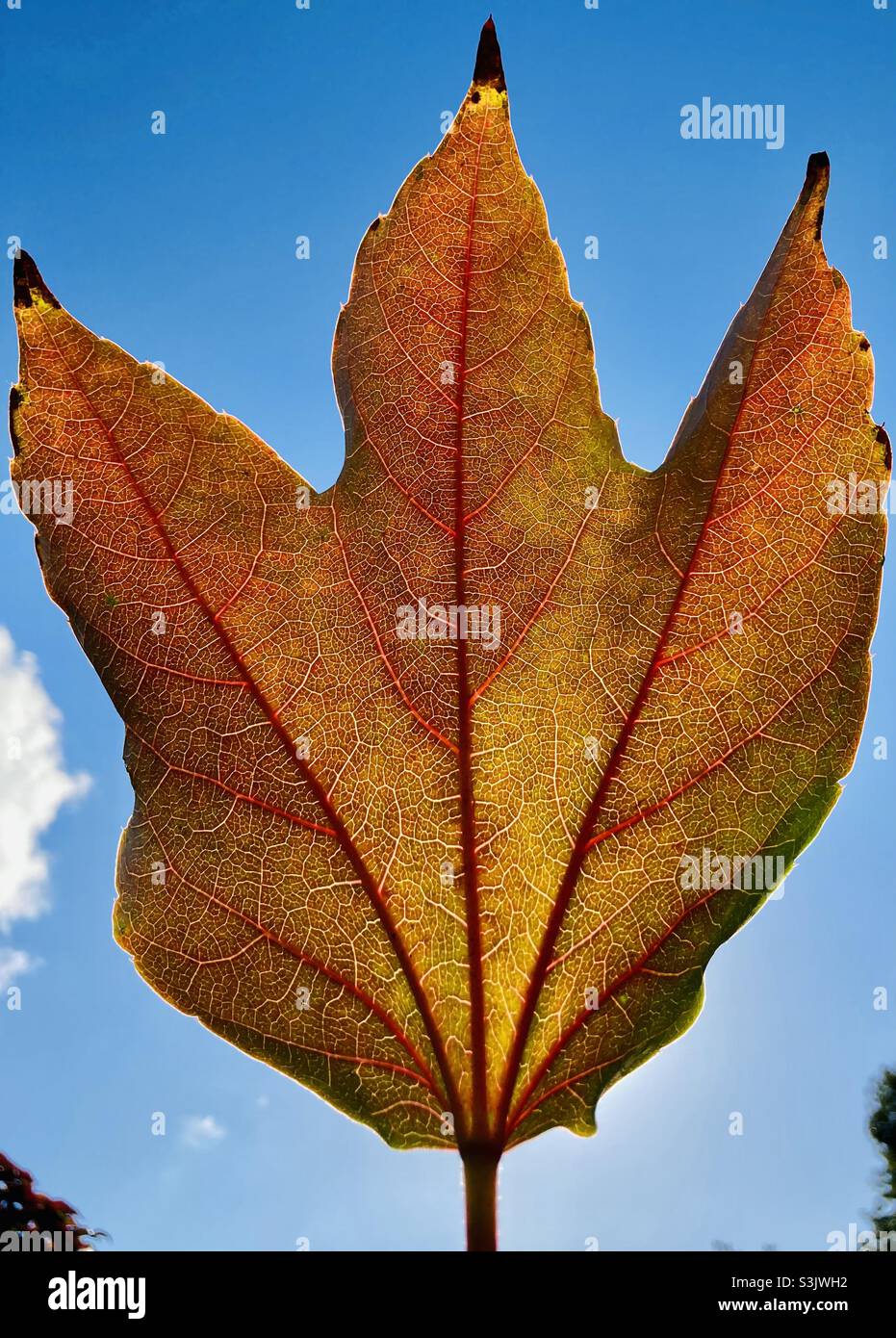 Brown leaf with veins against blue sky - Smartphone Captured Stock Image