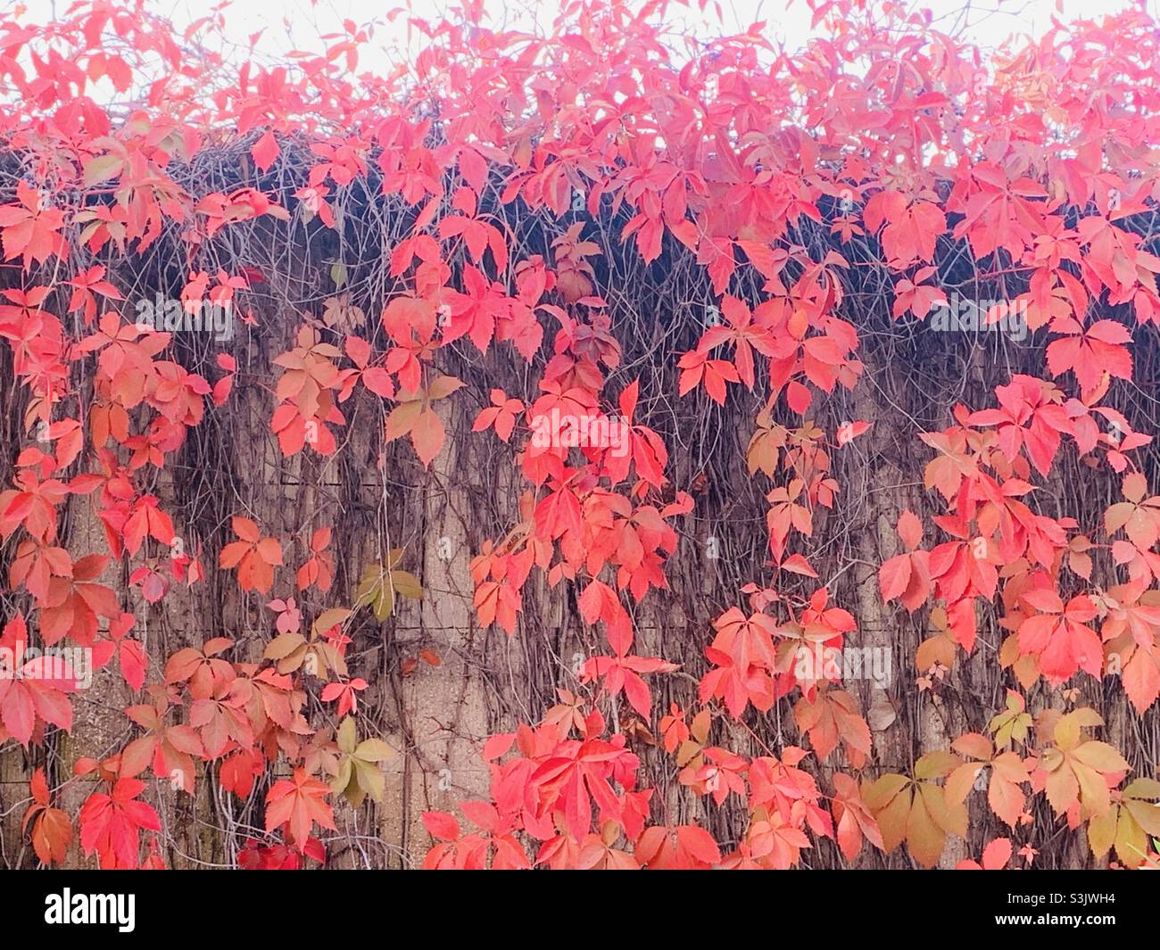 Red autumn leaves in the sunlight Stock Photo