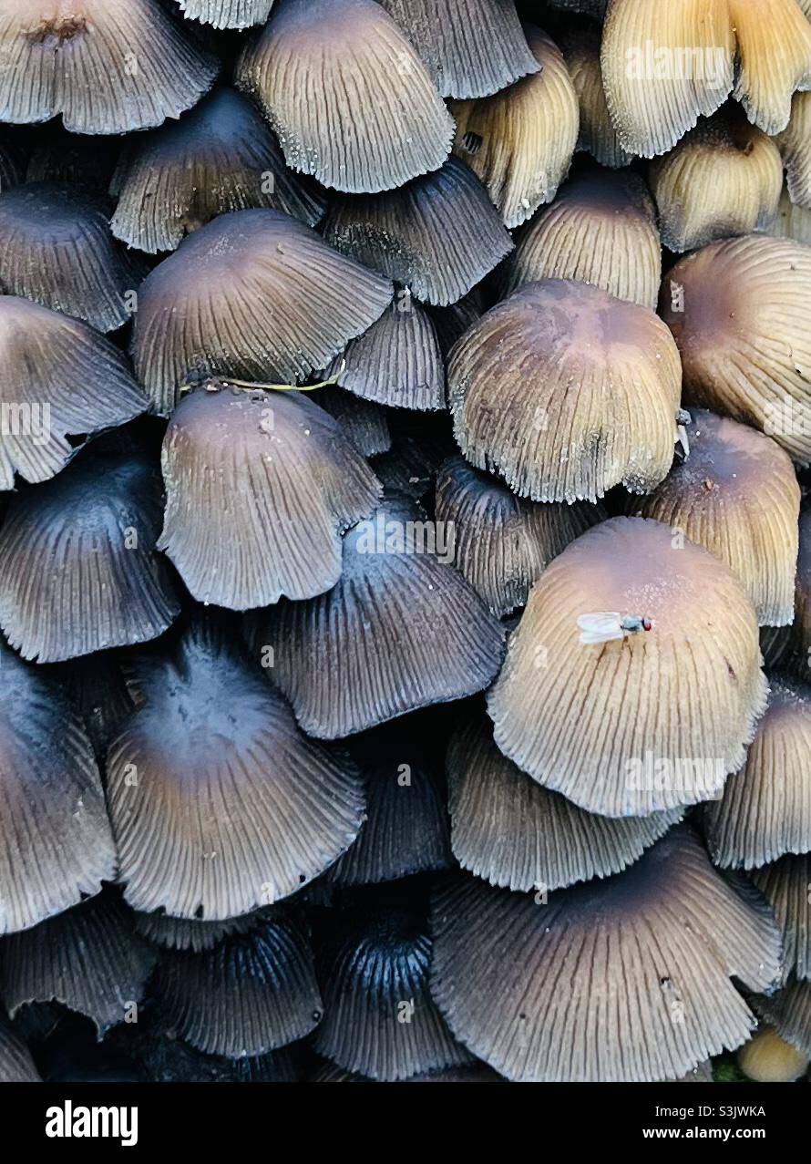 Clusters of Coprinellus micaceus - Mica cap mushrooms Stock Photo