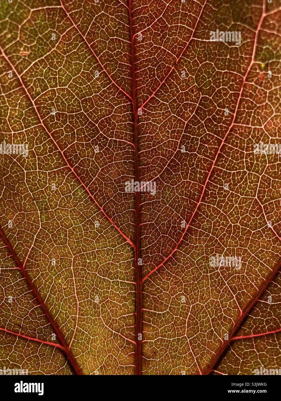 Red vine leaf in autumn close up with veins - Smartphone Captured Stock Image