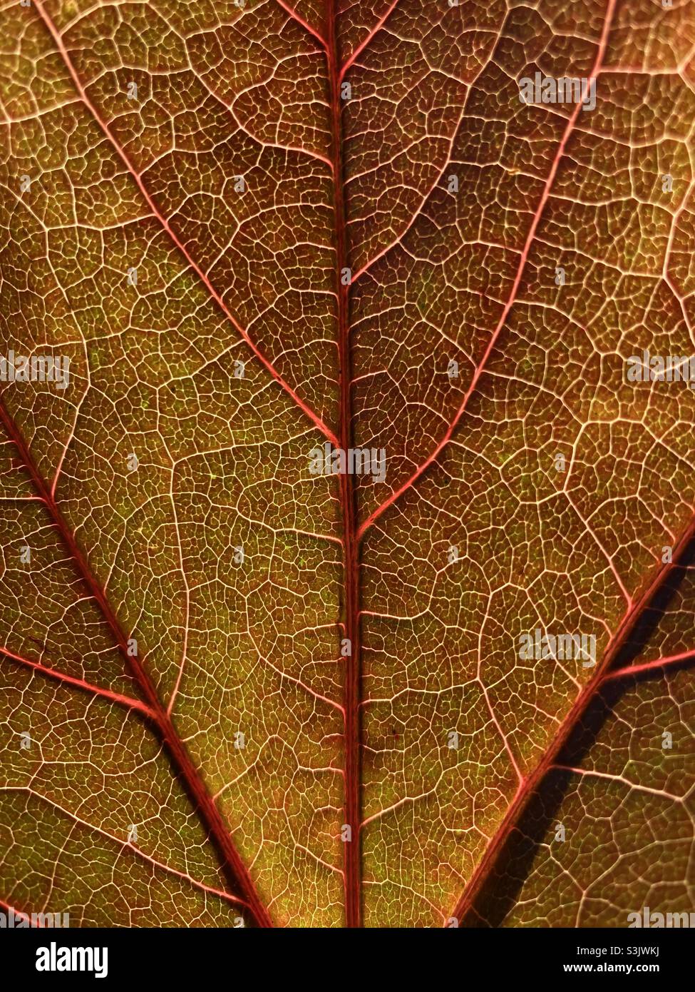 Red vine leaf in autumn close up with veins - Smartphone Captured Stock Image
