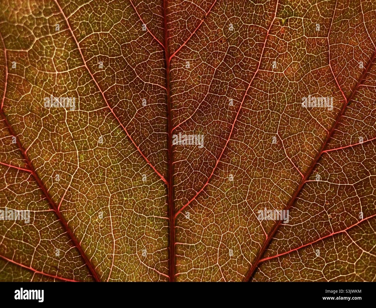 Red vine leaf in autumn close up with veins - Smartphone Captured Stock Image
