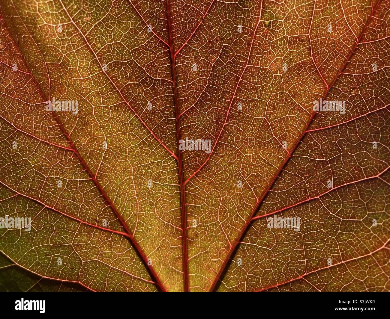 Red vine leaf in autumn close up with veins - Smartphone Captured Stock Image