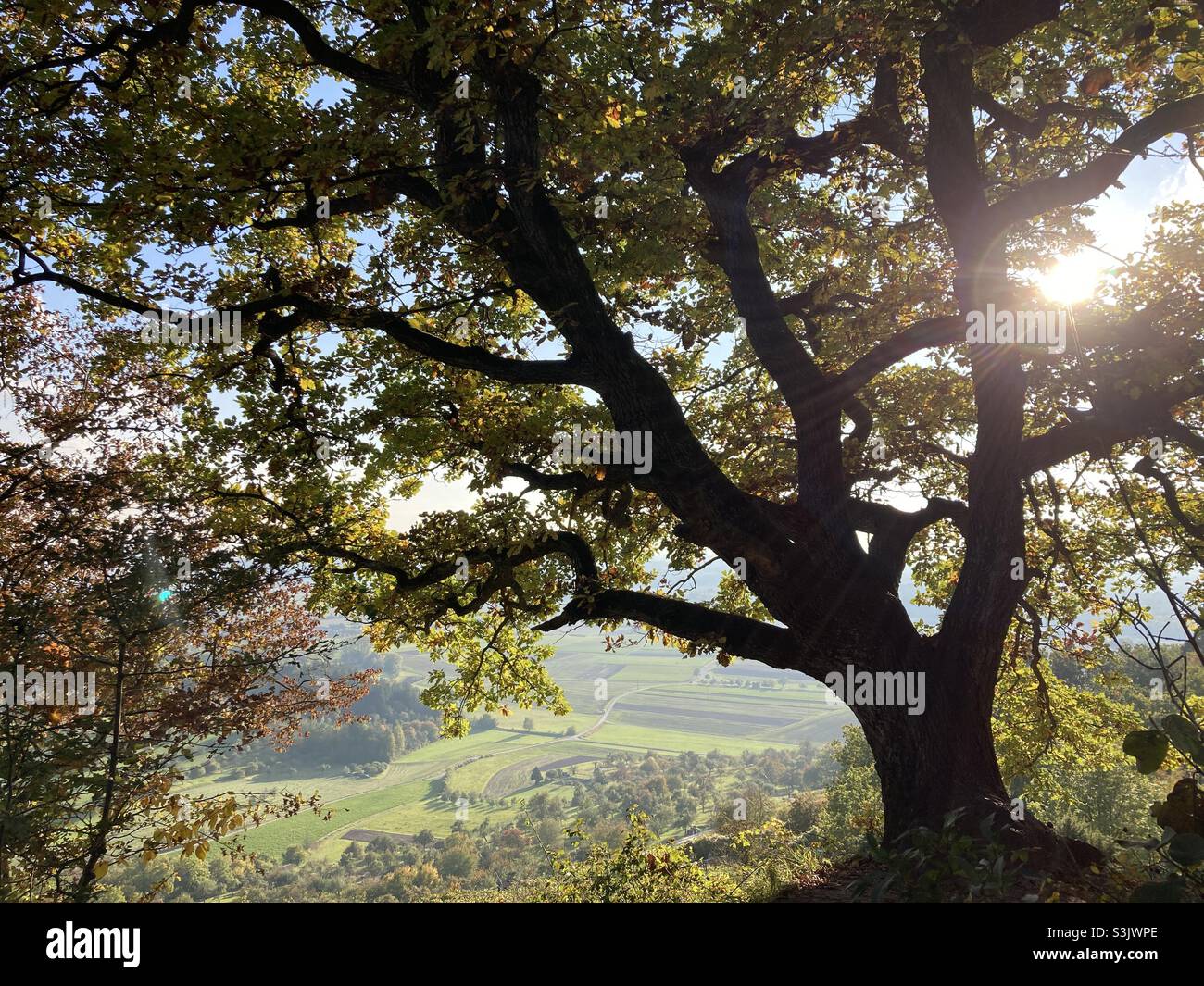 Sunlight shining trough foliage of oak tree in beautiful rural autumn landscape - Smartphone Captured Stock Image