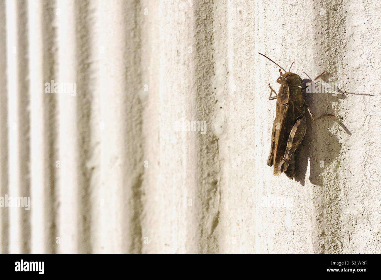Italian locust Calliptamus italicus sunbathing on concrete wall in autumn, Hungary - Smartphone Captured Stock Image