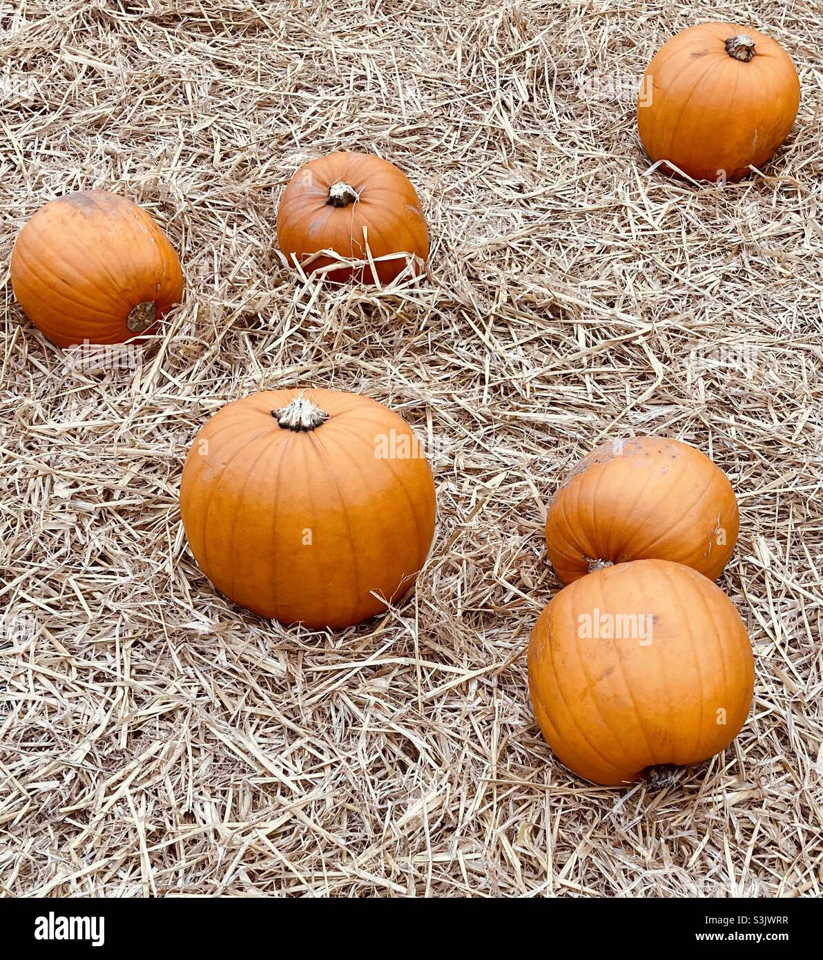 Pumpkins in a field of straw - Smartphone Captured Stock Image