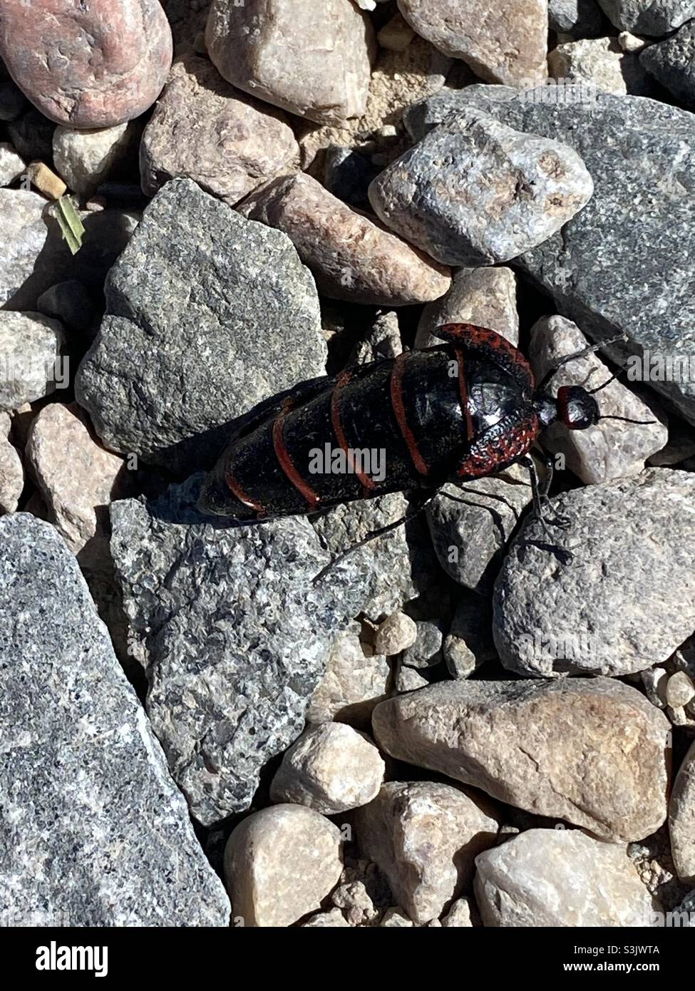Giant bug in New Mexico - Smartphone Captured Stock Image