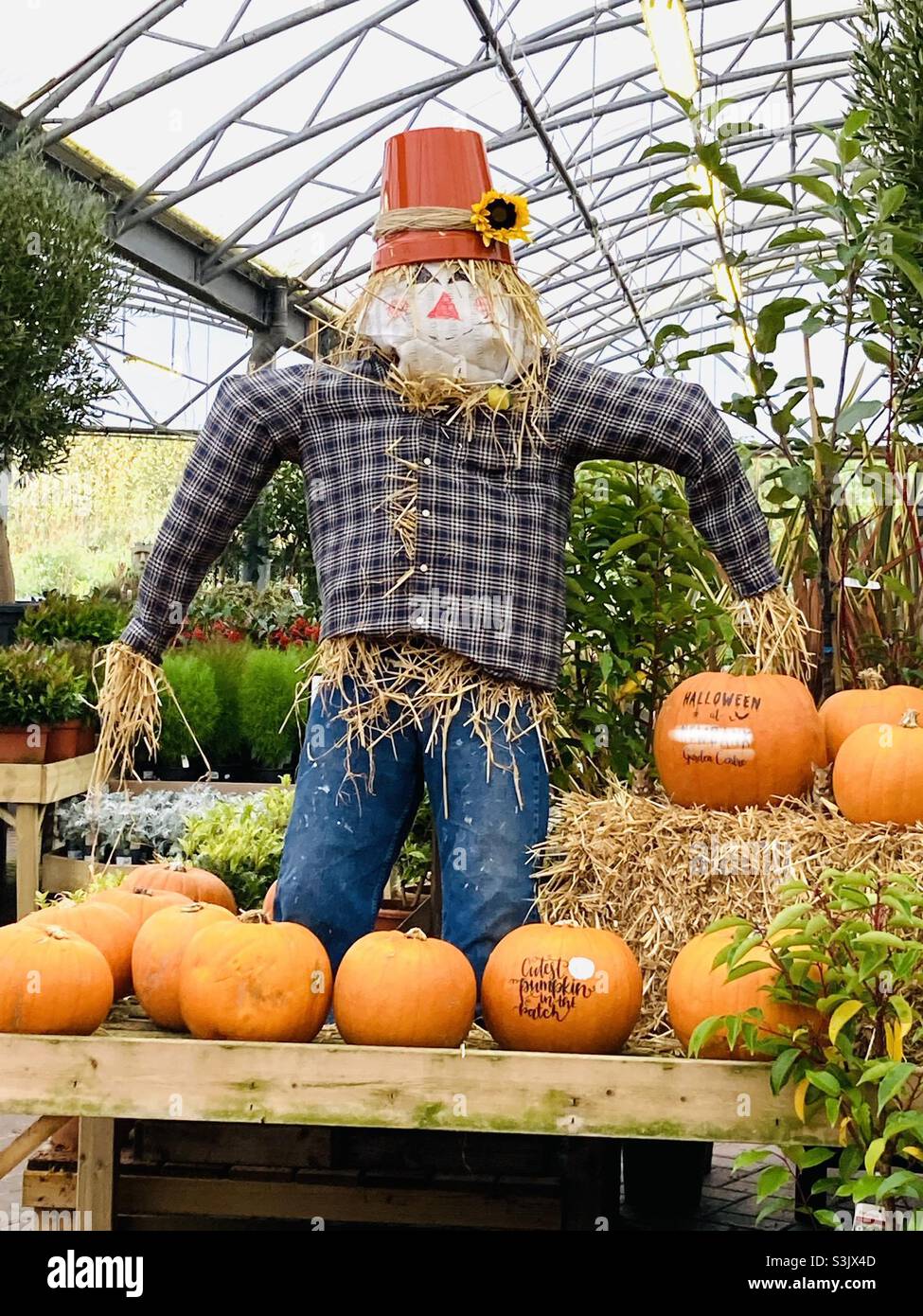 Scarecrow at Halloween time Stock Photo