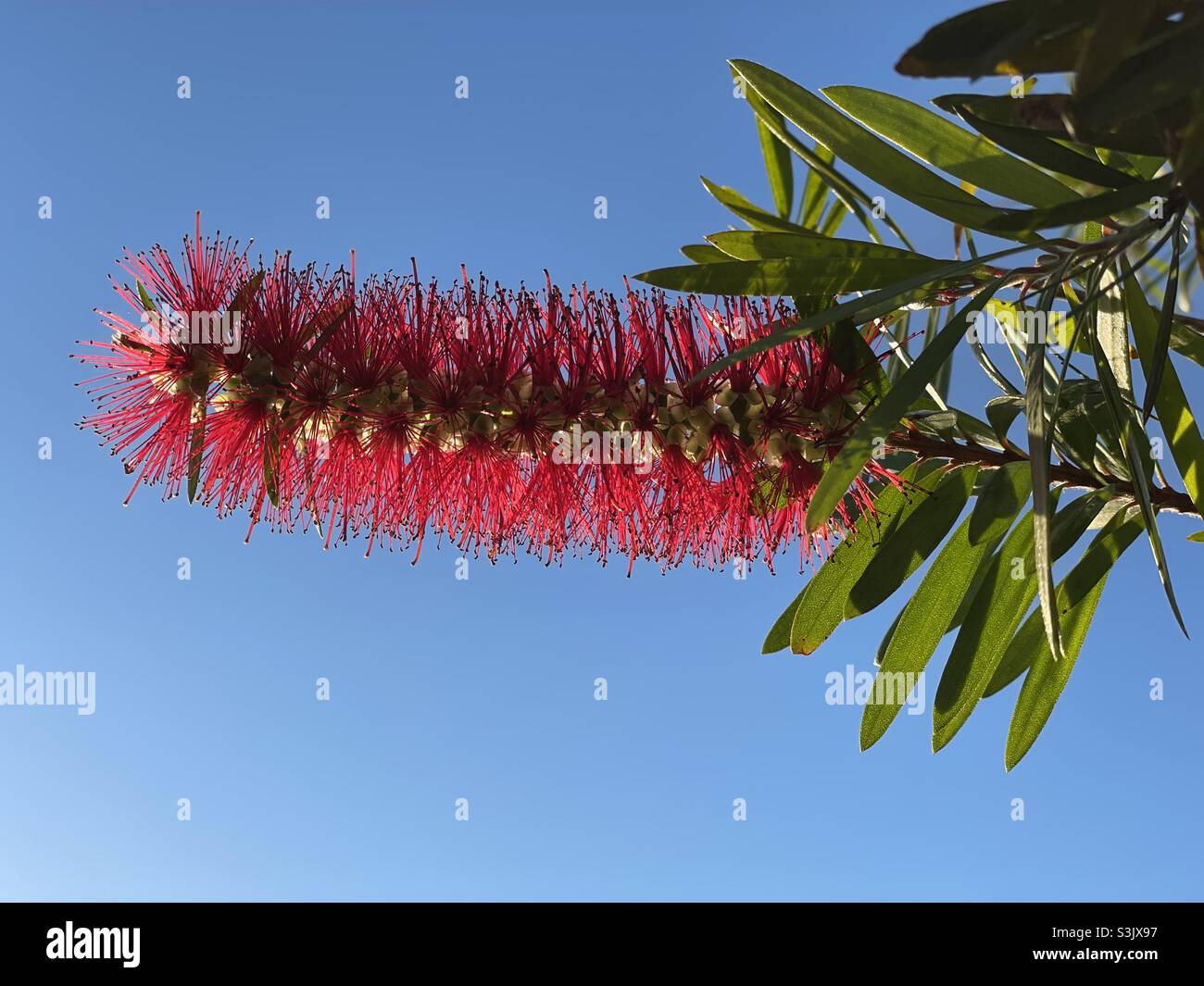 Bottlebrush plant in bloom Stock Photo Alamy