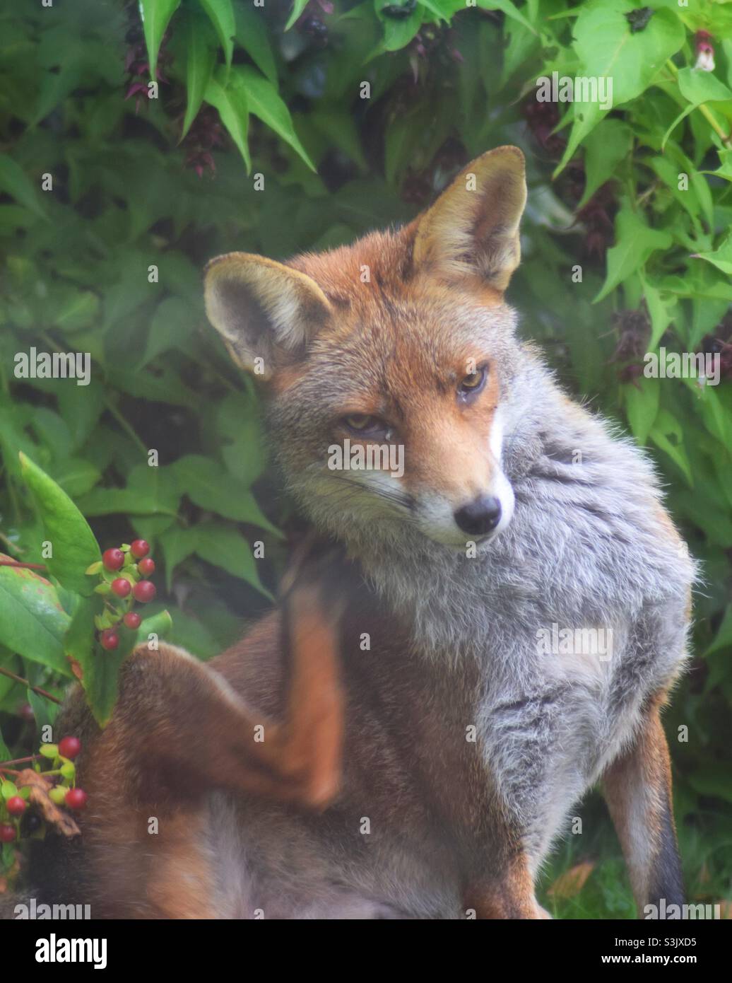 Fox scratch hires stock photography and images Alamy