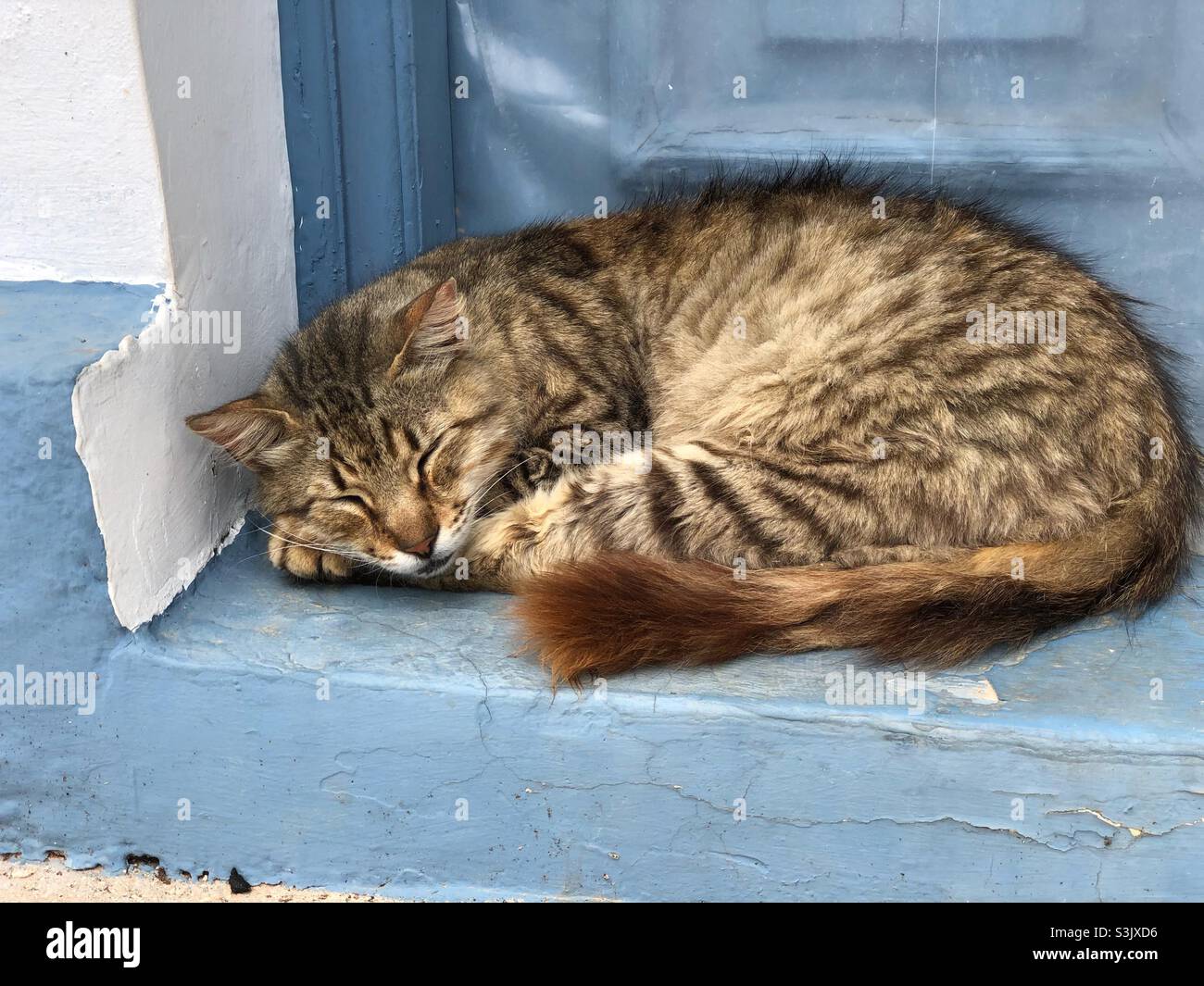 Cat Nap Stock Photo