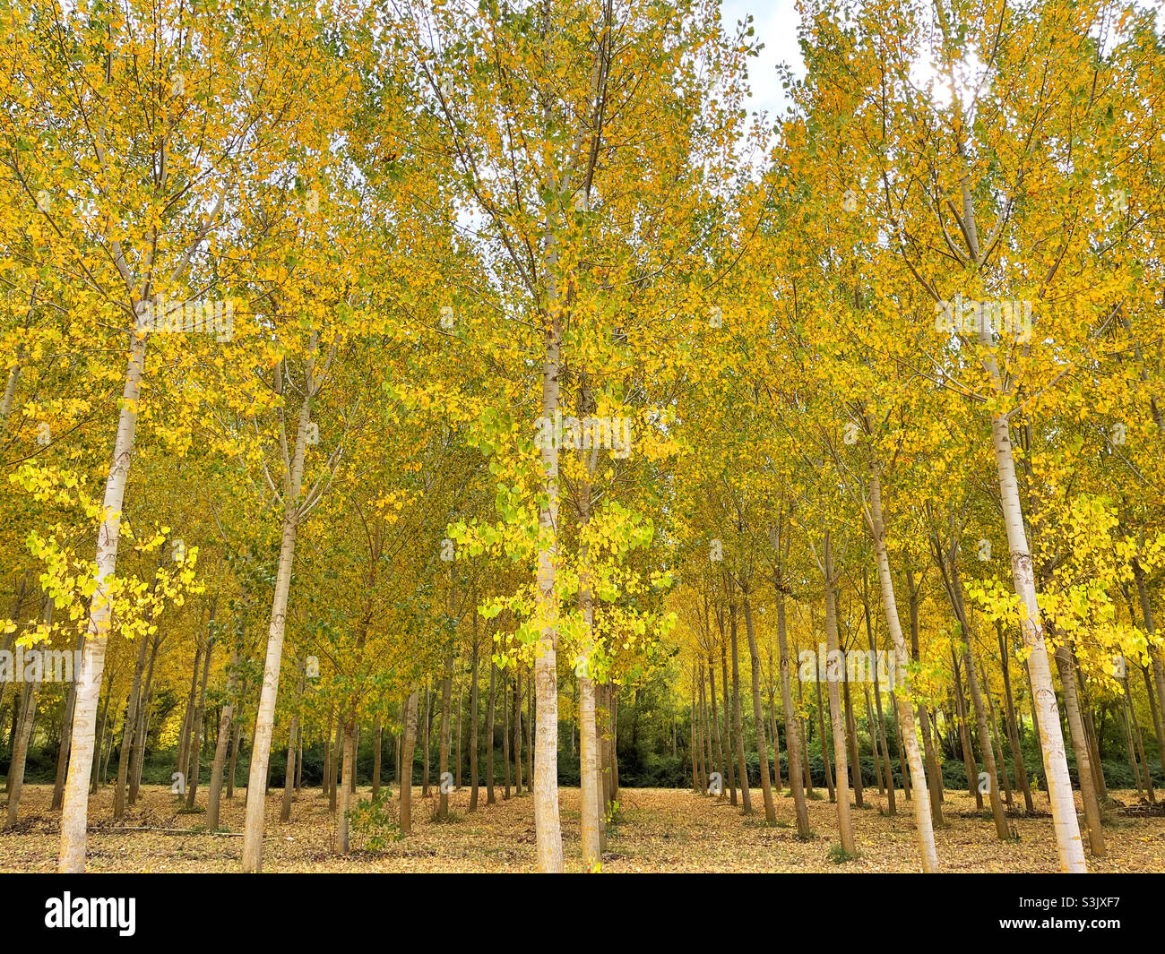 Forest in Autumn. - Smartphone Captured Stock Image