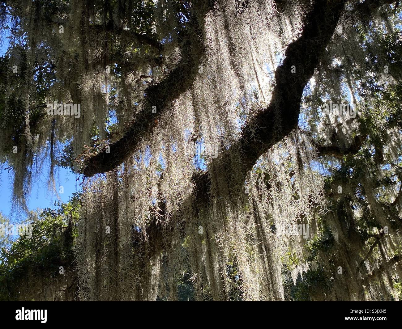 Spanish Moss Sunlit Curtains Stock Photo Alamy