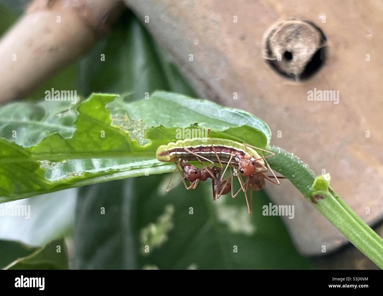 Symbiosis of weaver ants and larva of lycaenid butterfly found on long bean plant in Malaysia. Stock Photo
