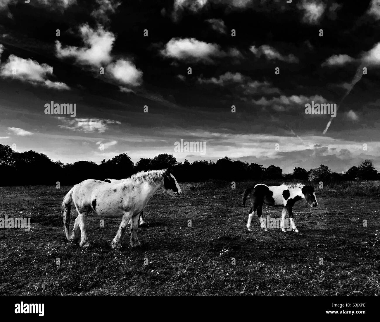 Dramatic monochrome image of wild horses grazing in the field Stock Photo