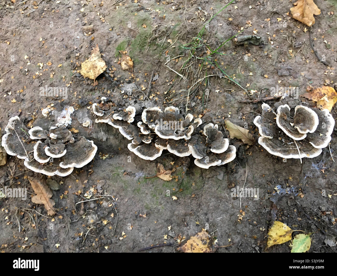 Mushrooms - Smartphone Captured Stock Image