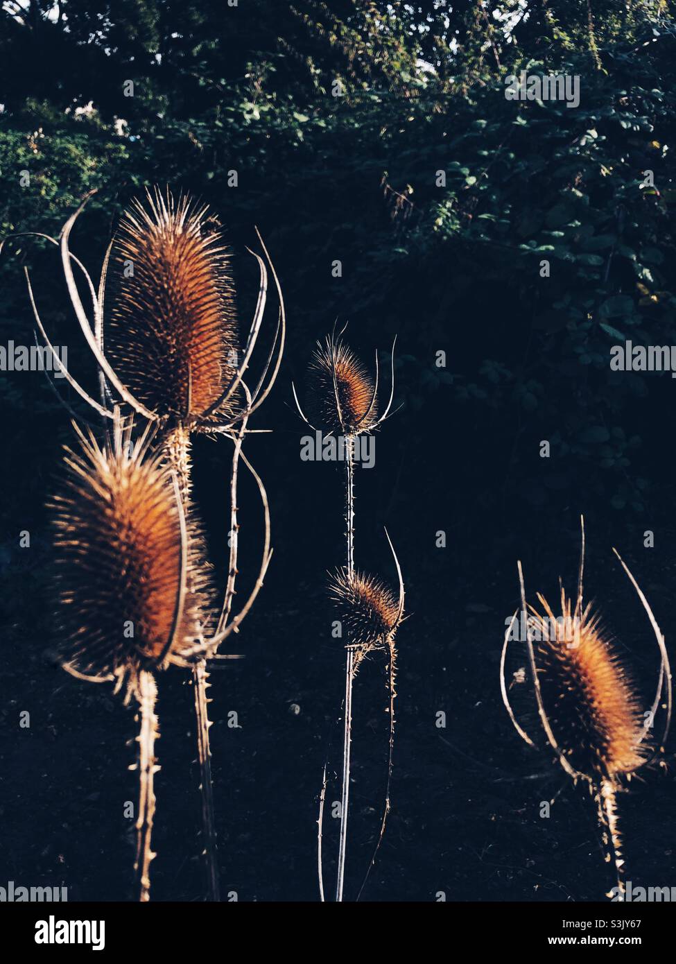 Dried milk thistle plants - Smartphone Captured Stock Image