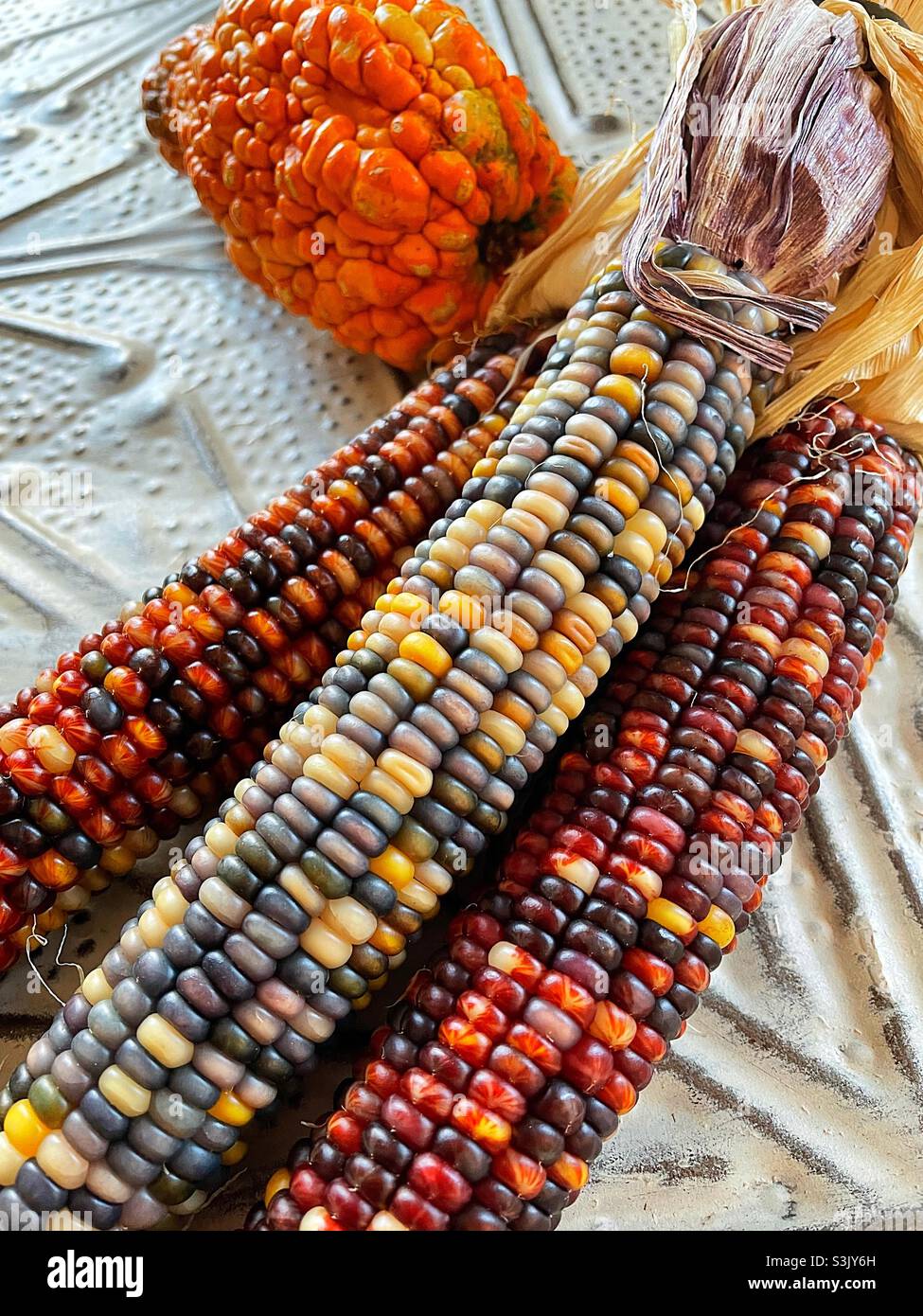 Autumn decorations usually include Indian corn and colorful gourds, United States, 2021 - Smartphone Captured Stock Image