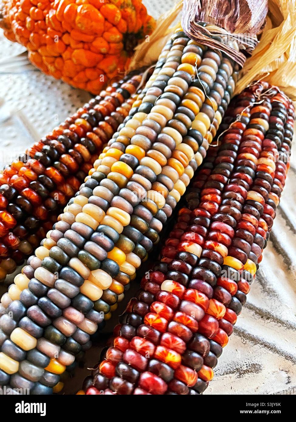 Still life of flint corn commonly known as Indian corn, a holiday decoration favorite, United States - Smartphone Captured Stock Image