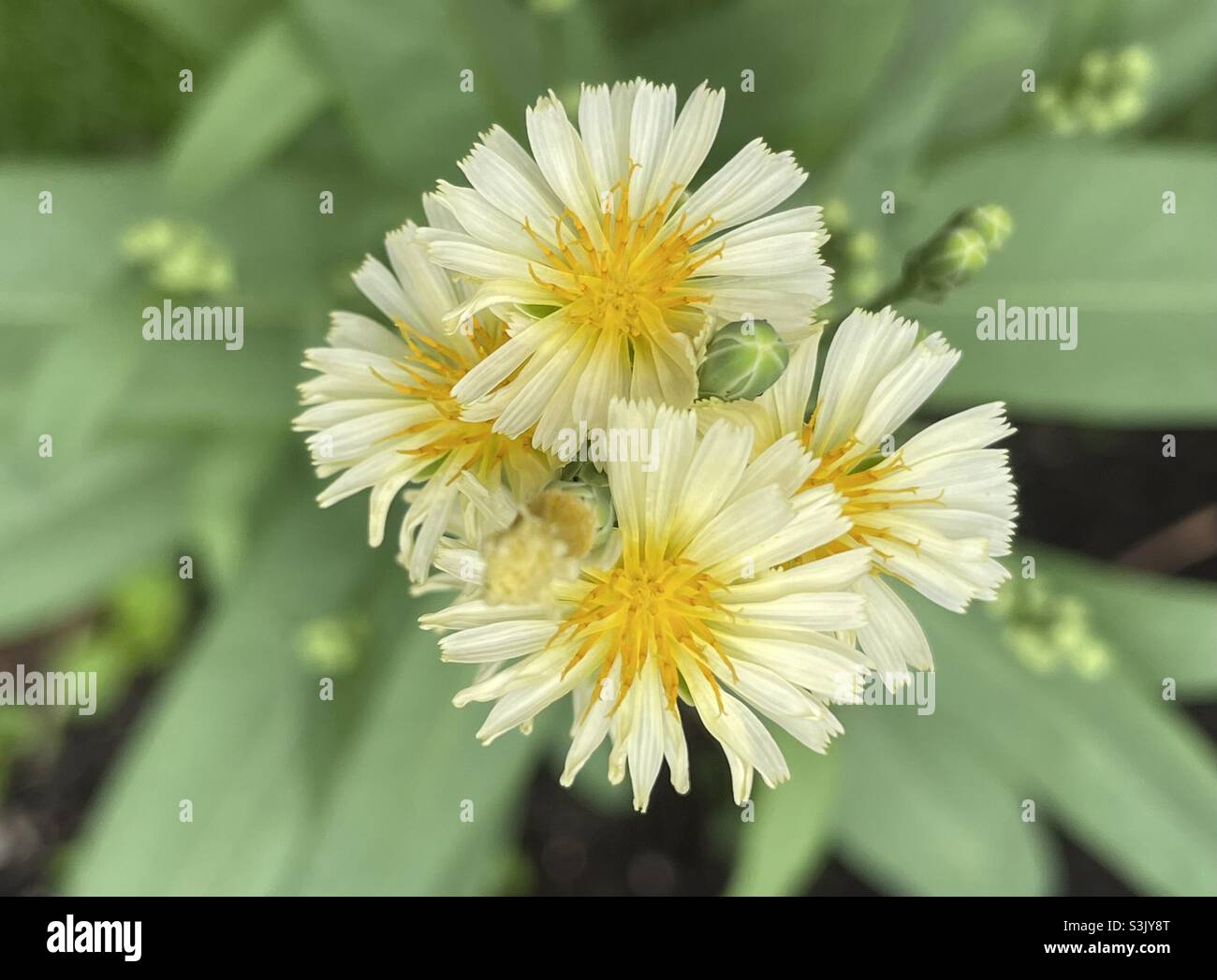 Beautiful flowers of Bitter lettuce grown in Malaysia. - Smartphone Captured Stock Image