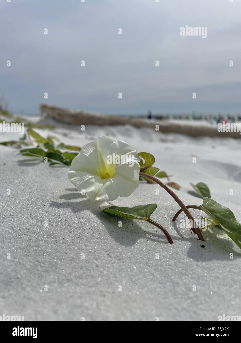 White beach morning glory with blur beach background - Smartphone Captured Stock Image