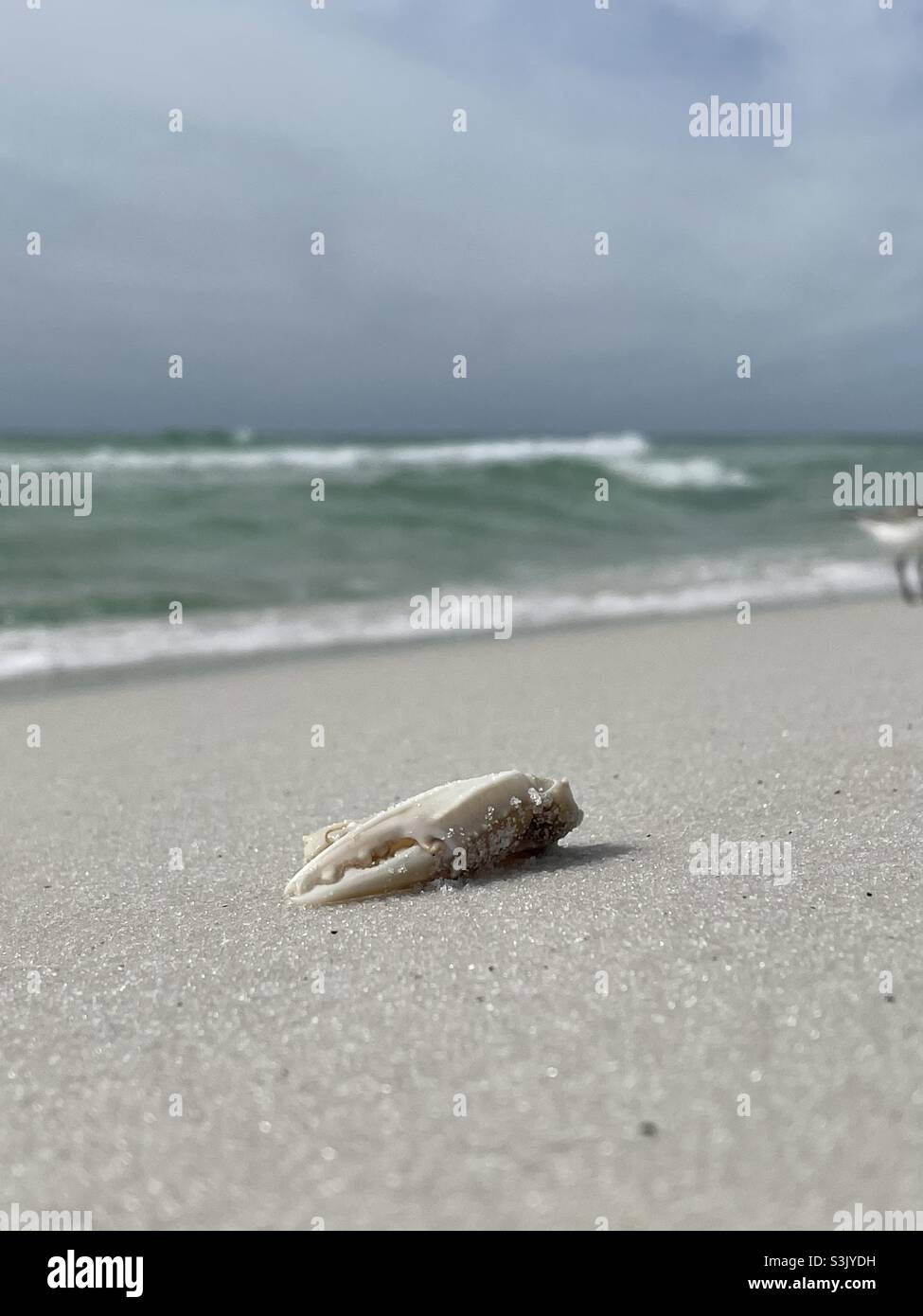 Select focus of a crab leg in the sand with blur ocean background - Smartphone Captured Stock Image