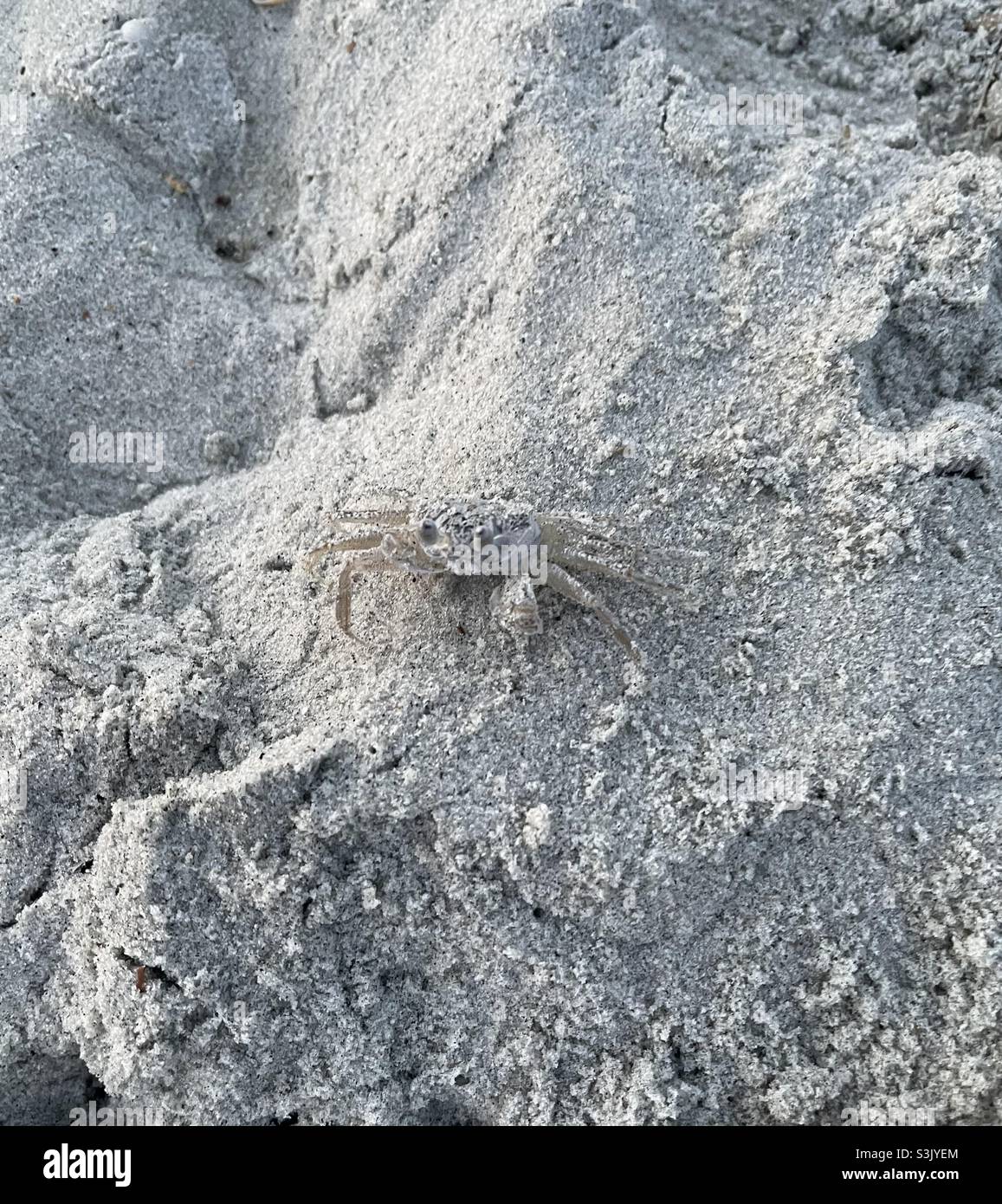 Sand crab Stock Photo