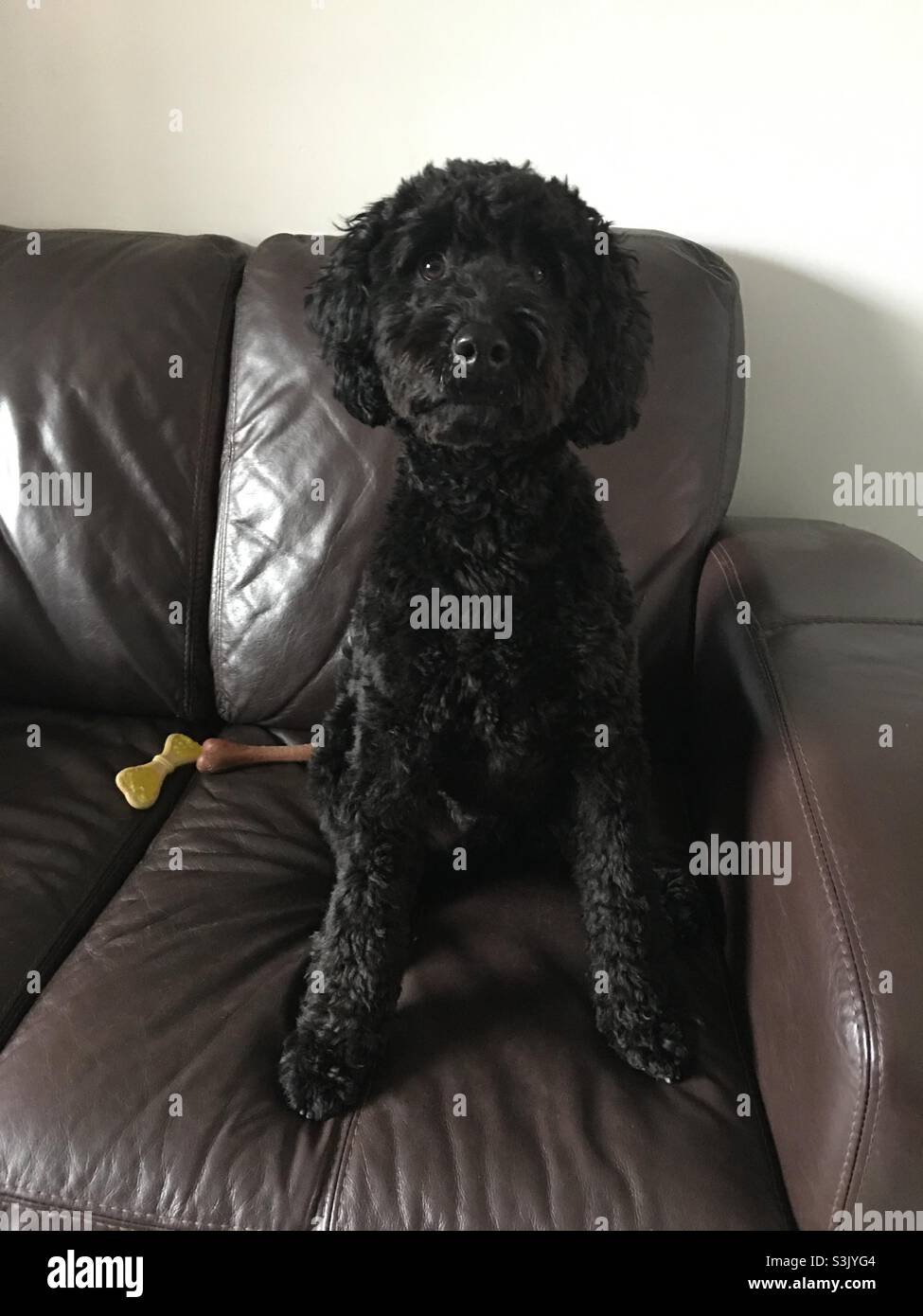 Black cockapoo hi-res stock photography and images - Alamy