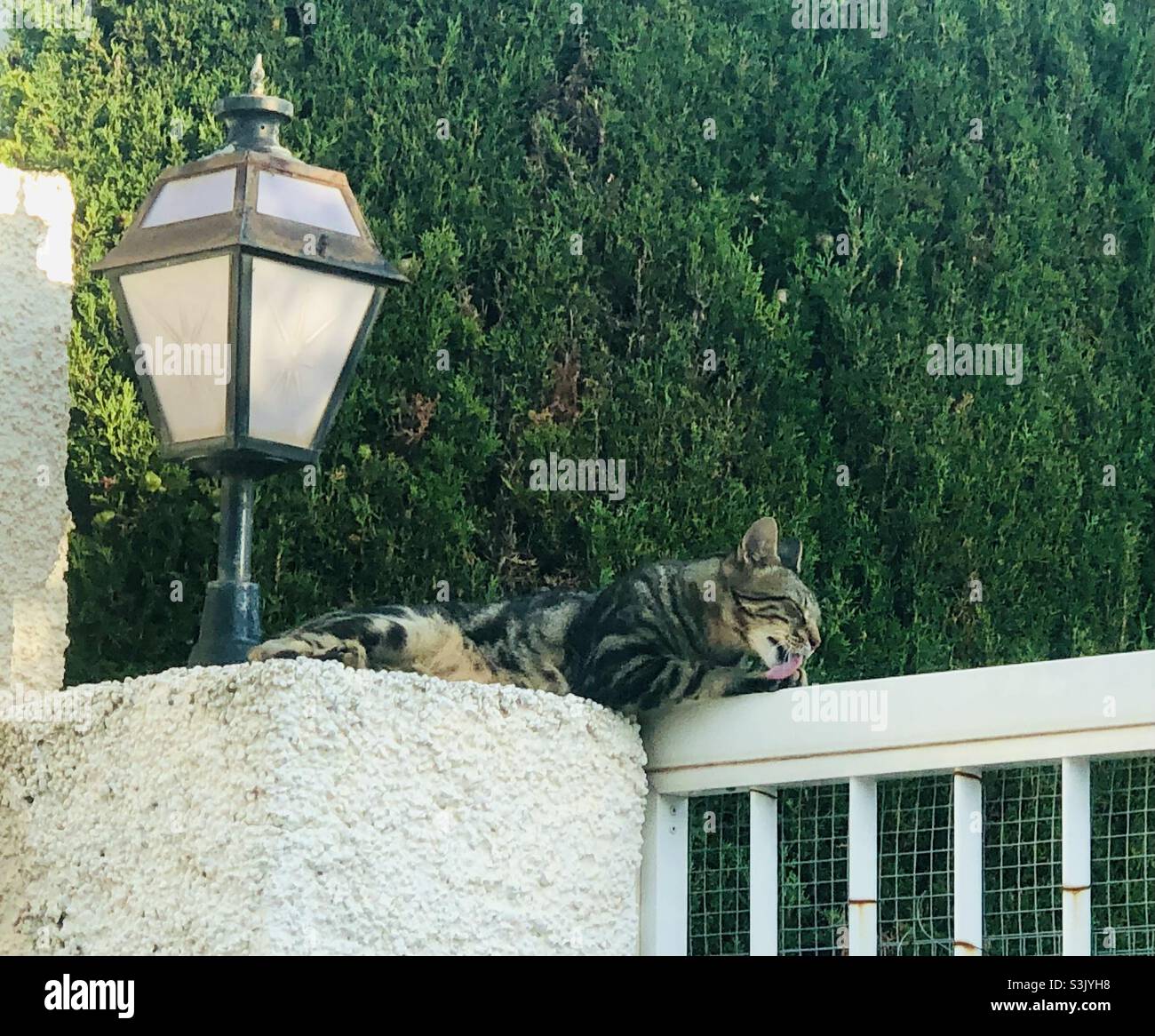 Cat self cleaning on top of metal white door - Smartphone Captured Stock Image