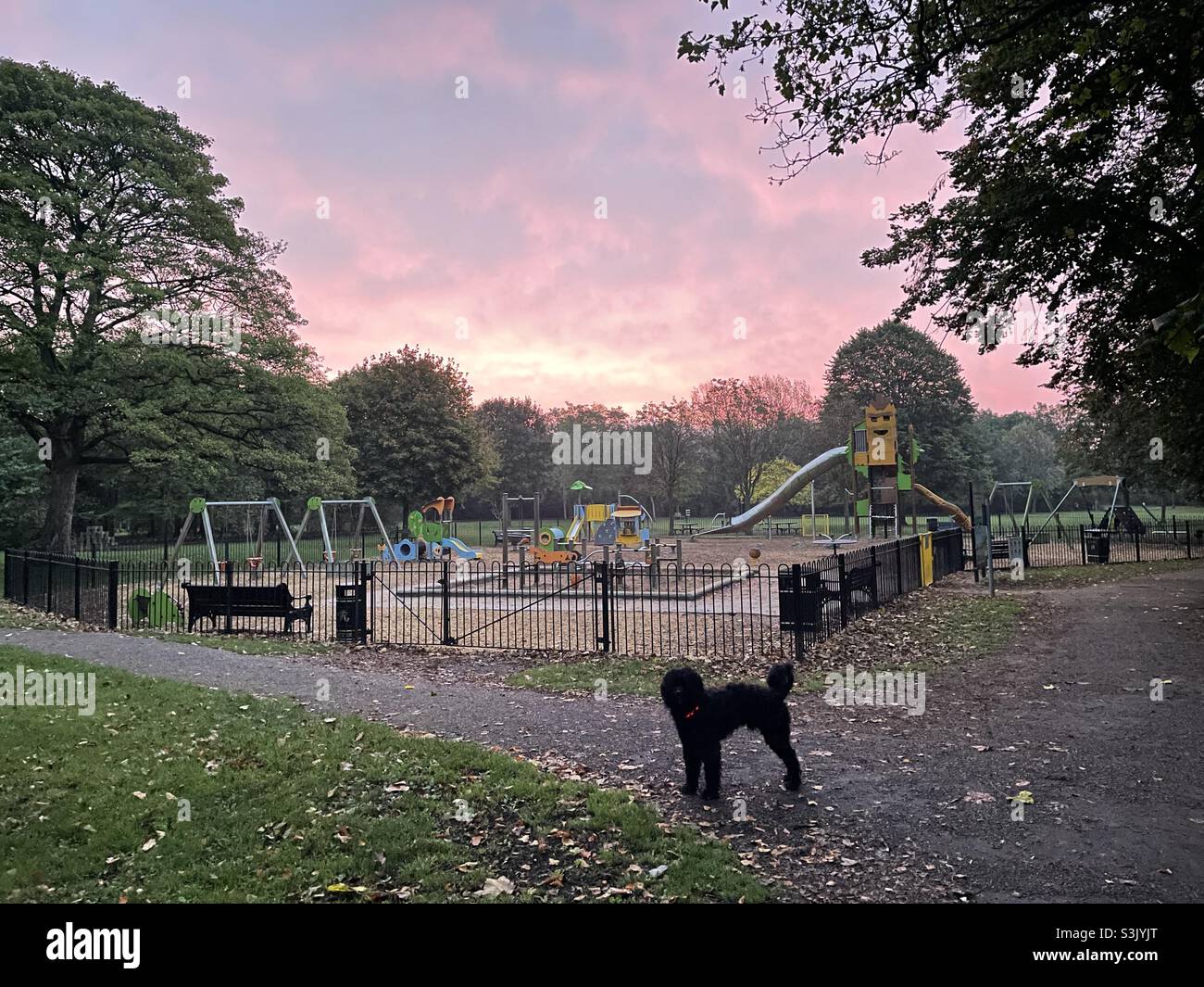 Dog in a park at sunrise Stock Photo Alamy