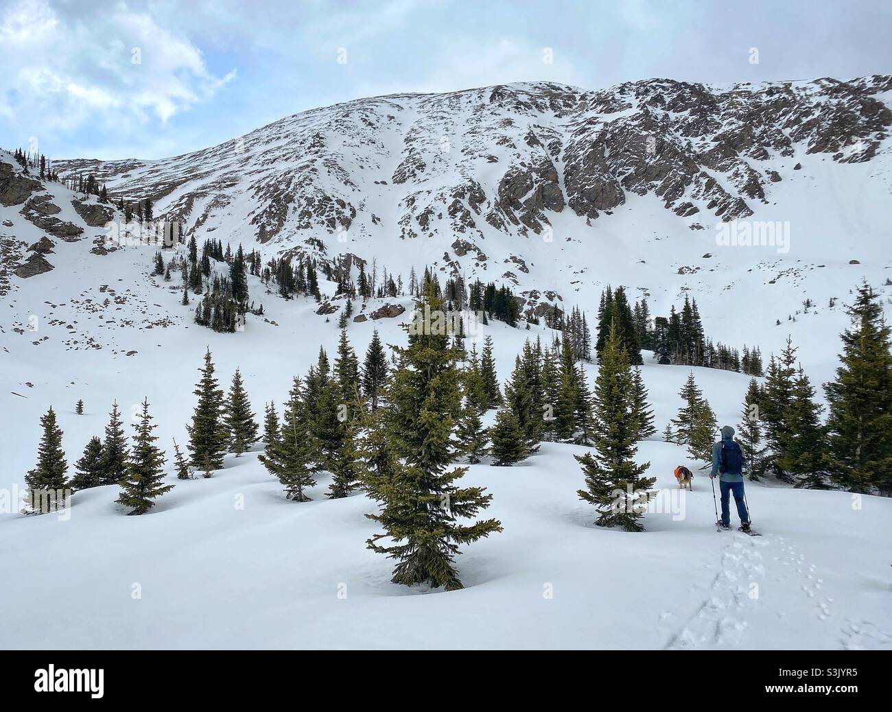 Snowshoeing between pine trees in the Never Summer Wilderness near Walden, Colorado in Spring at high altitude looking up at the pass on a sunny day - Smartphone Captured Stock Image