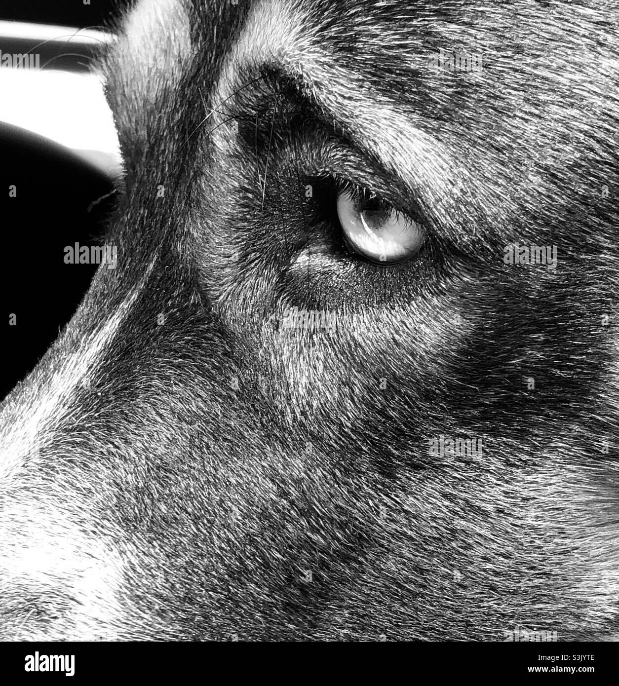 Black and white close up an adult rescue dog featuring his eyes.  He is intensely focused on something outside the picture frame. Stock Photo