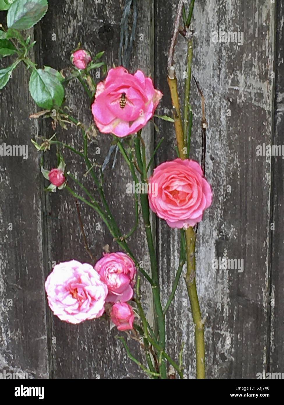 Shabby chic garden hires stock photography and images Alamy
