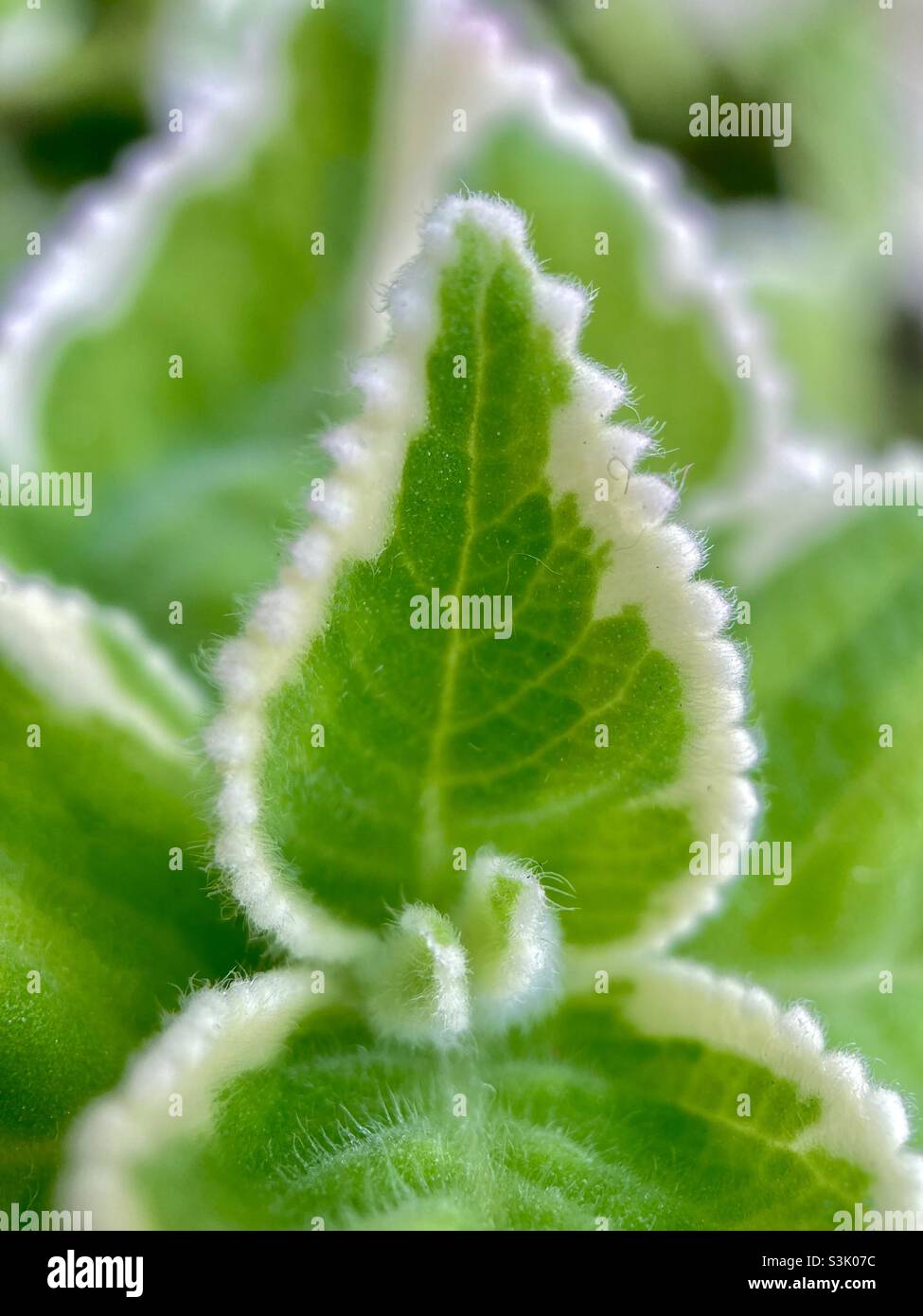 Ajwain leaf hires stock photography and images Alamy