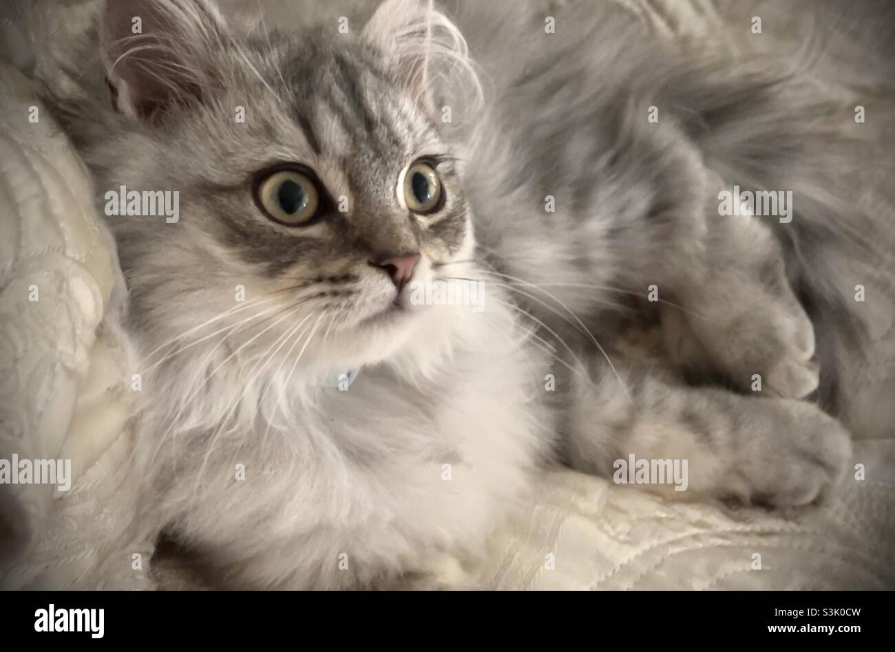 Beautiful silver tabby kitten on a satin bedspread Stock Photo