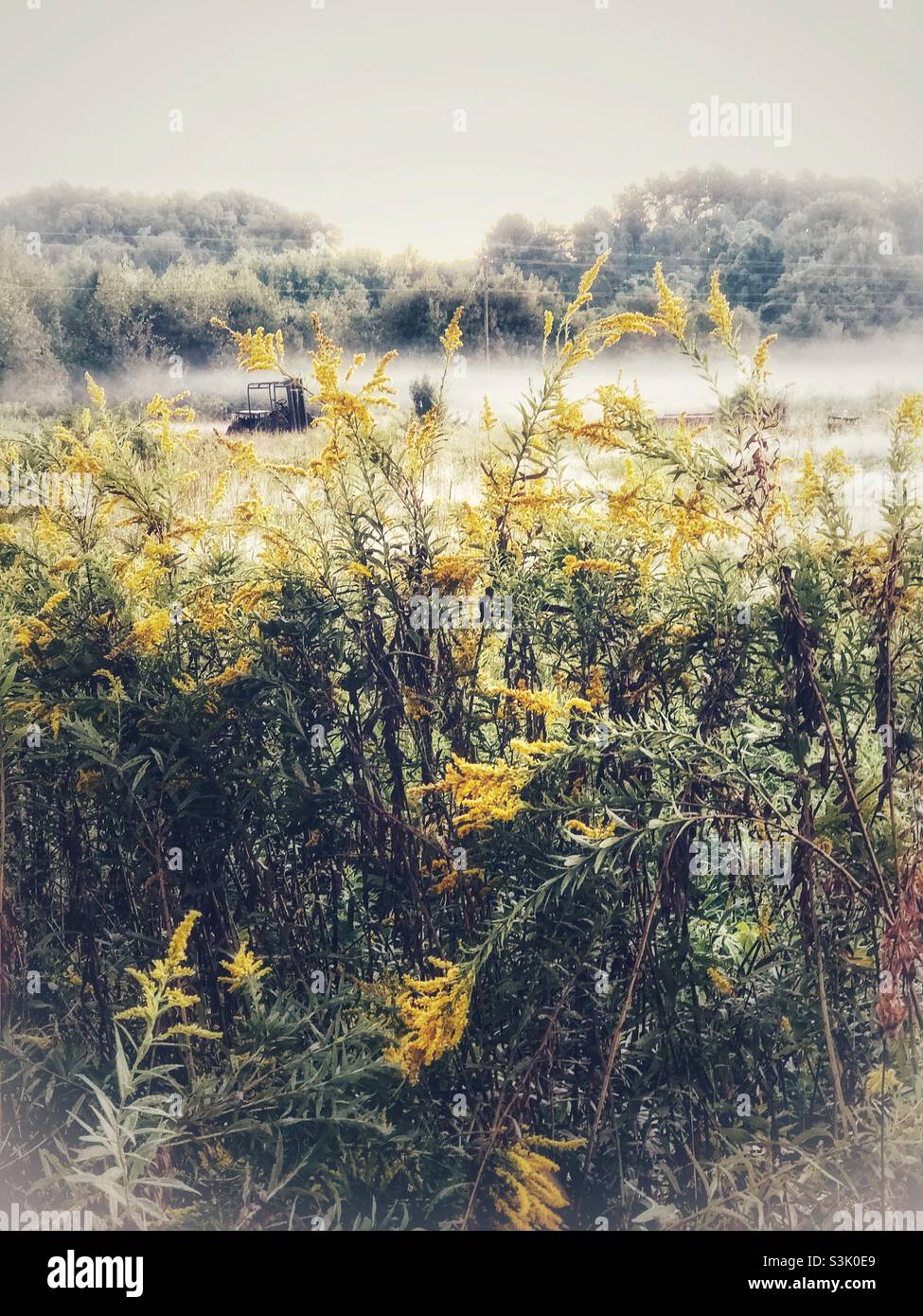 Goldenrod and mist in North Carolina field - Smartphone Captured Stock Image