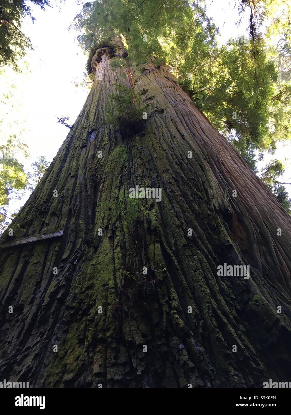 Boy Scout Tree at Jedediah Smith Redwoods State Park Crescent City California Stock Photo