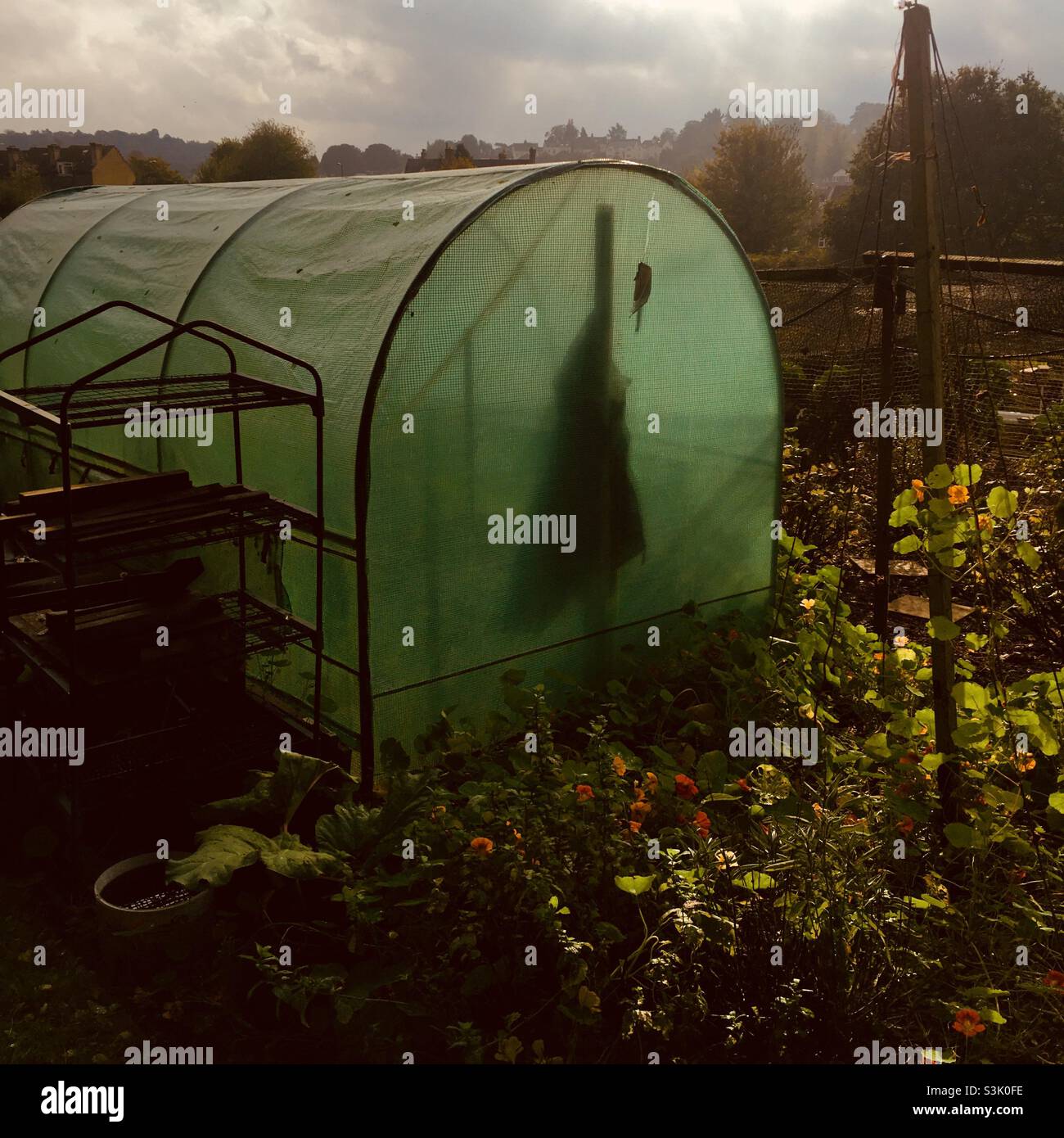 An autumn garden allotment with greenhouse poly tunnel with the shadow of a hanging jacket Stock Photo