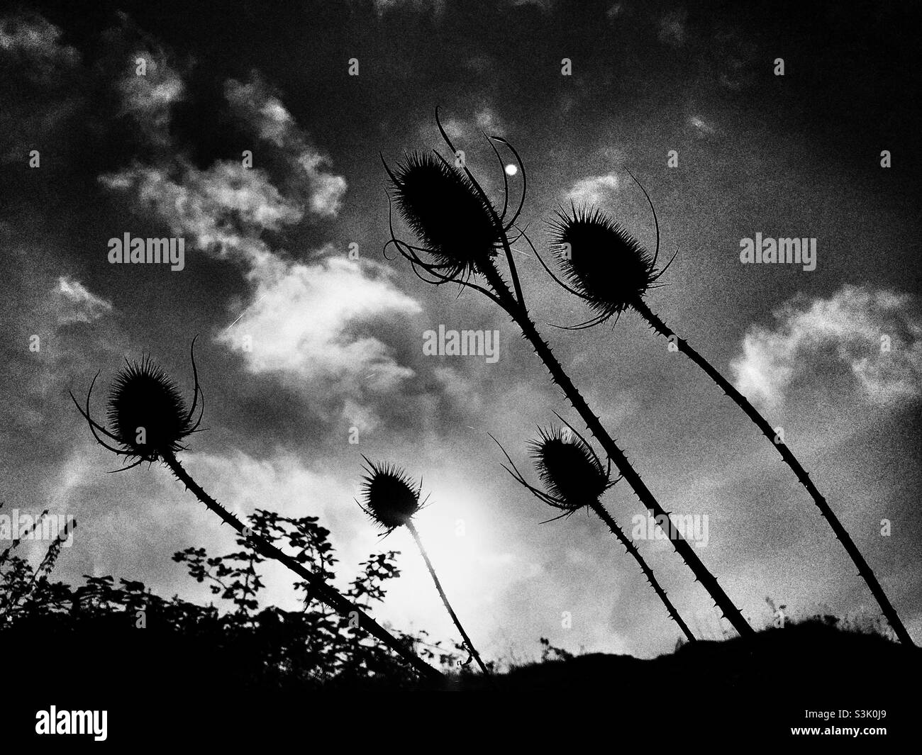 Silhouettes of dried milk thistles - Smartphone Captured Stock Image