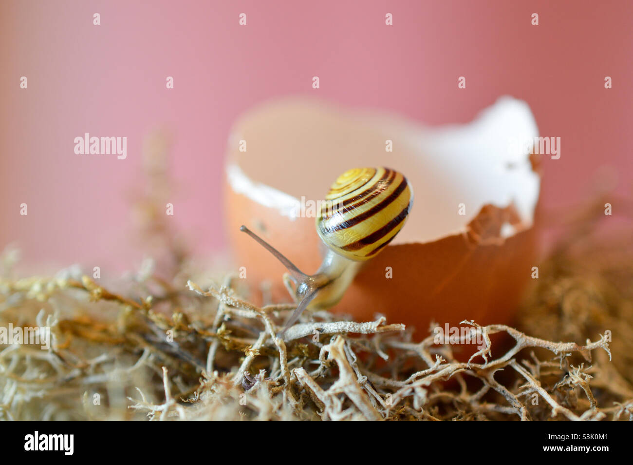 Snail in an egg shell Stock Photo Alamy