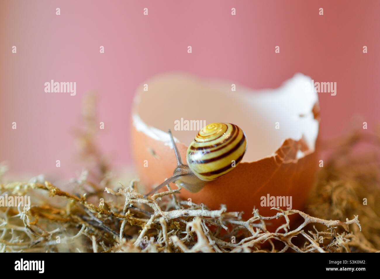 Snail in an egg shell Stock Photo Alamy
