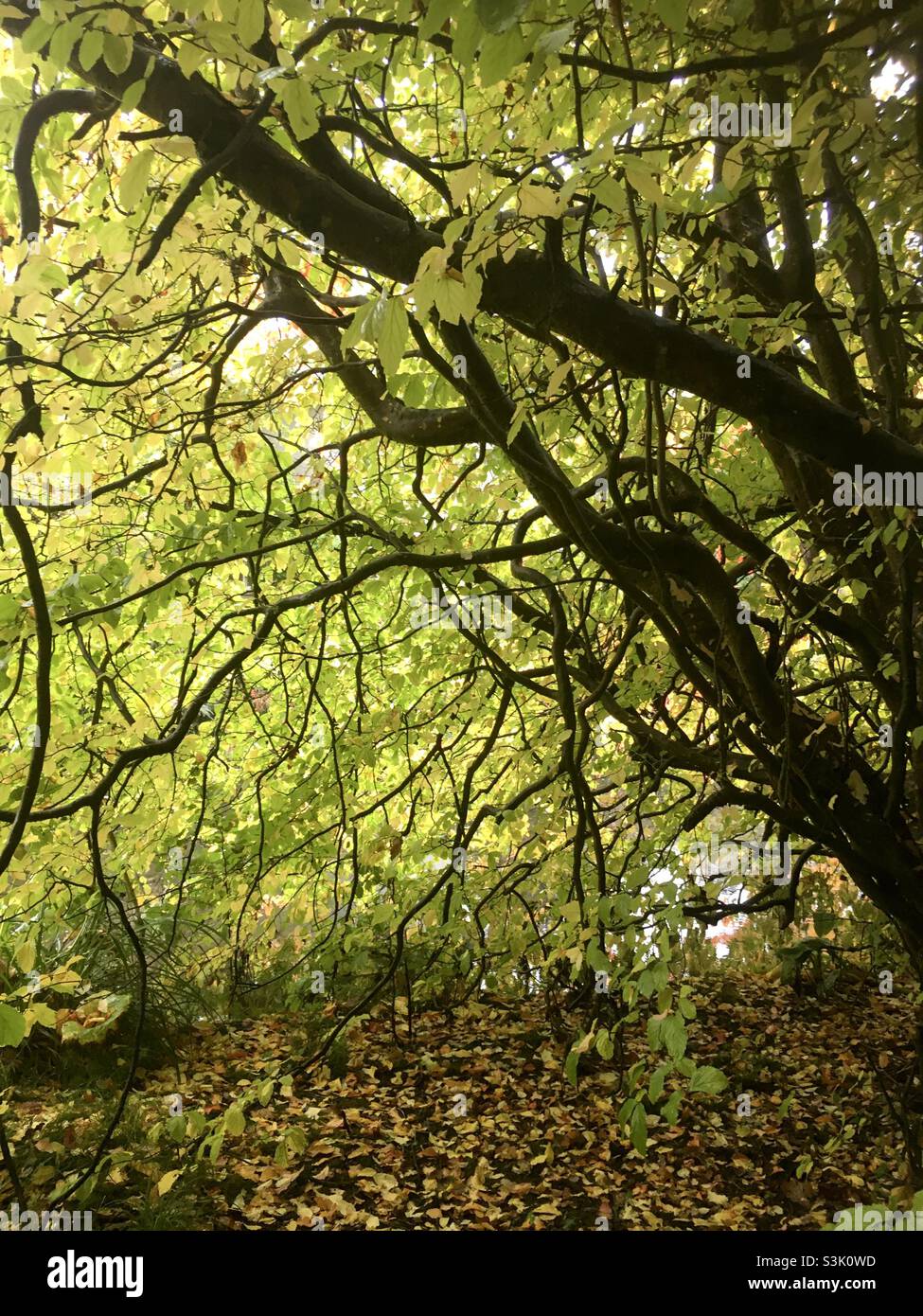 Autumn, gold, leaves, tree, canopy, forest, , peace - Smartphone Captured Stock Image
