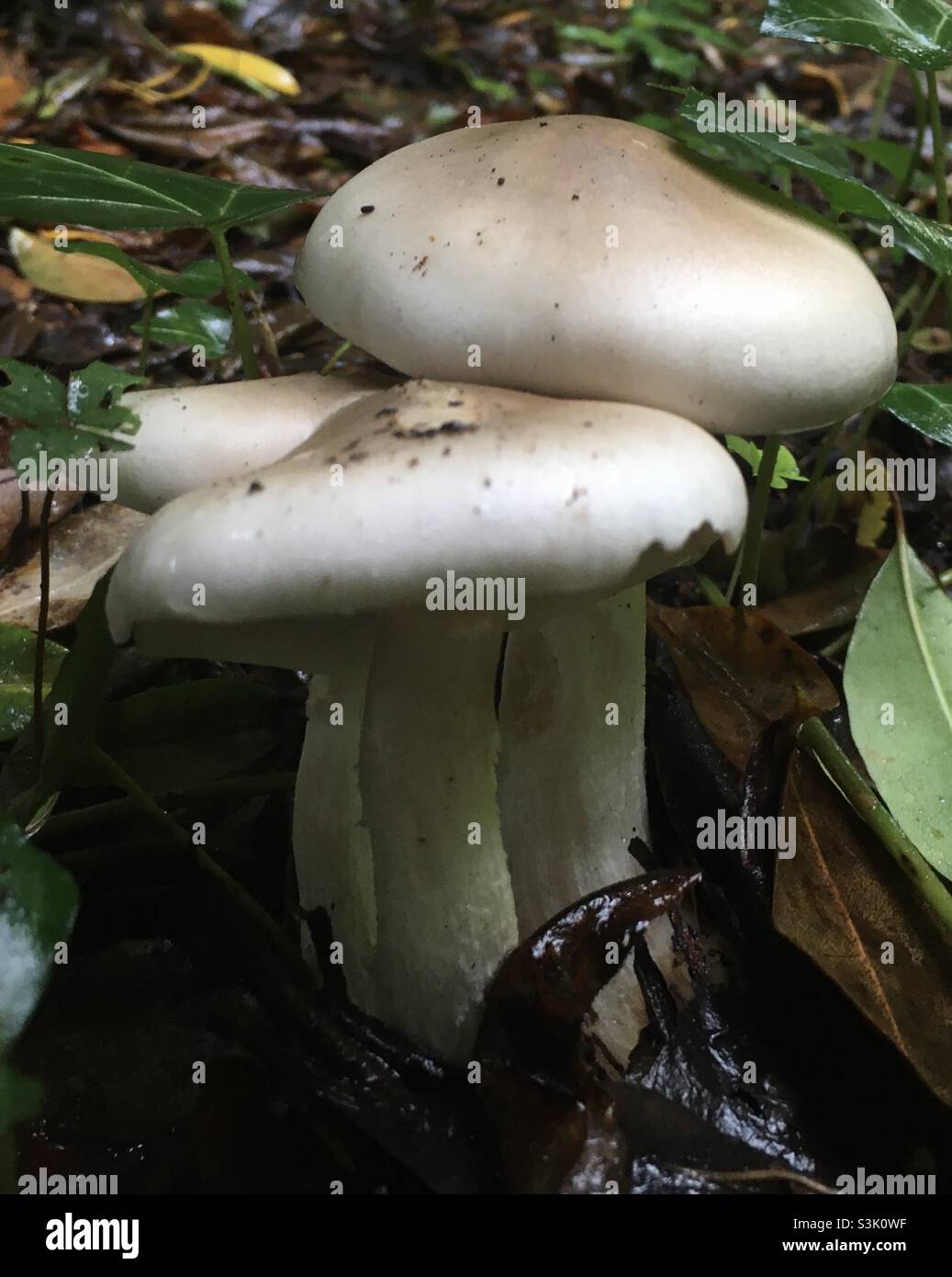 Mushrooms, cream, forest floor, forest, autumnal - Smartphone Captured Stock Image
