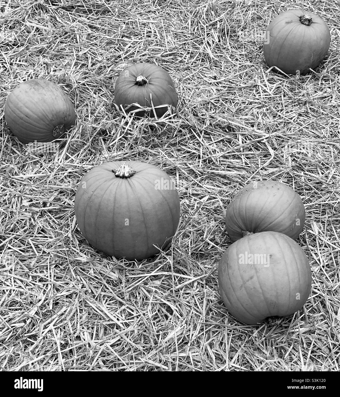 Halloween pumpkin picking Stock Photo