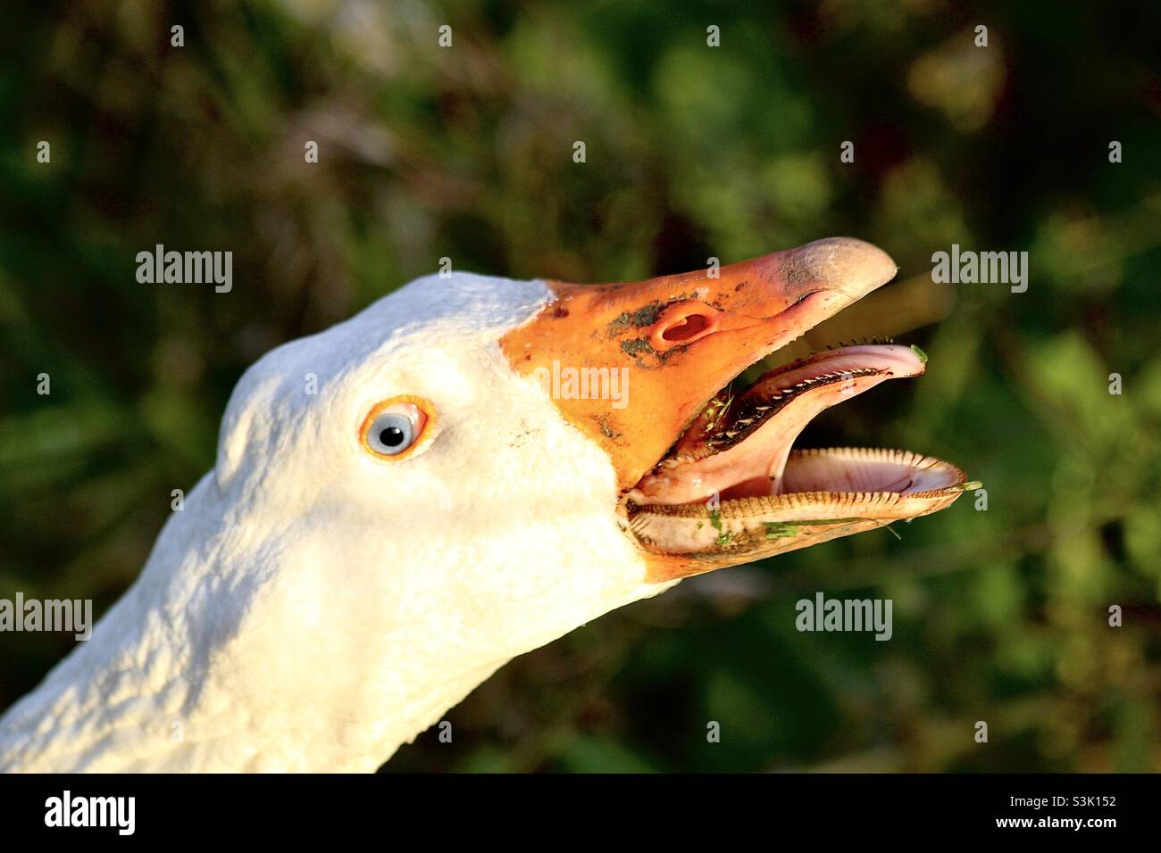 Goose tongue hi-res stock photography and images - Alamy