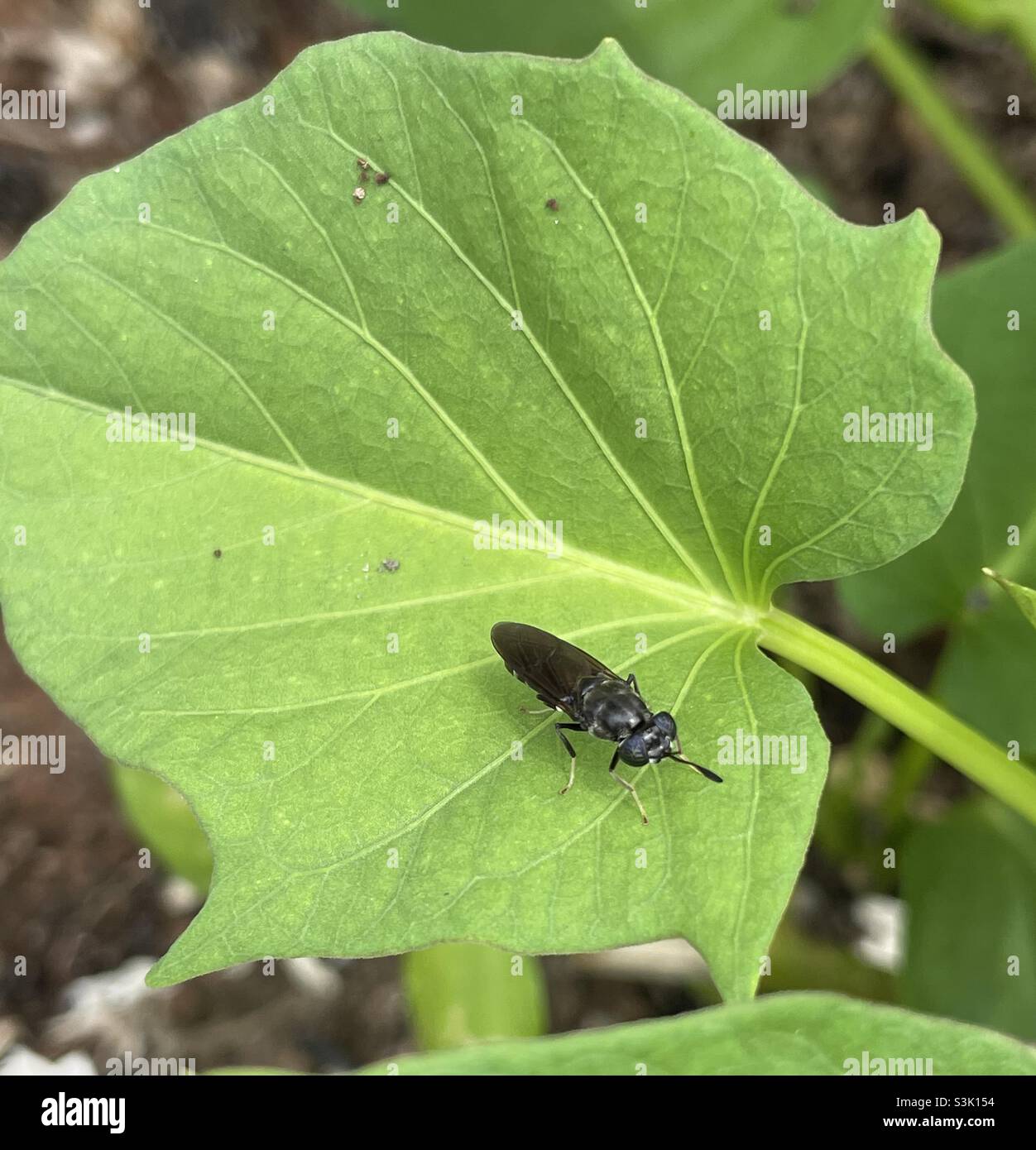 Black soldier fly hop onto the leaf of sweet potato in Malaysia Stock