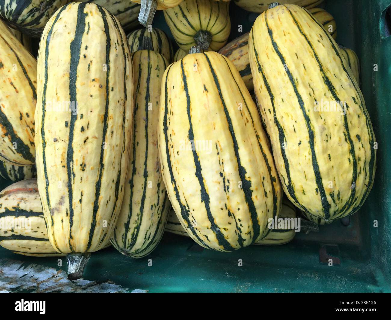 A crate of freshly harvested Delicata squash ready for sale Stock Photo