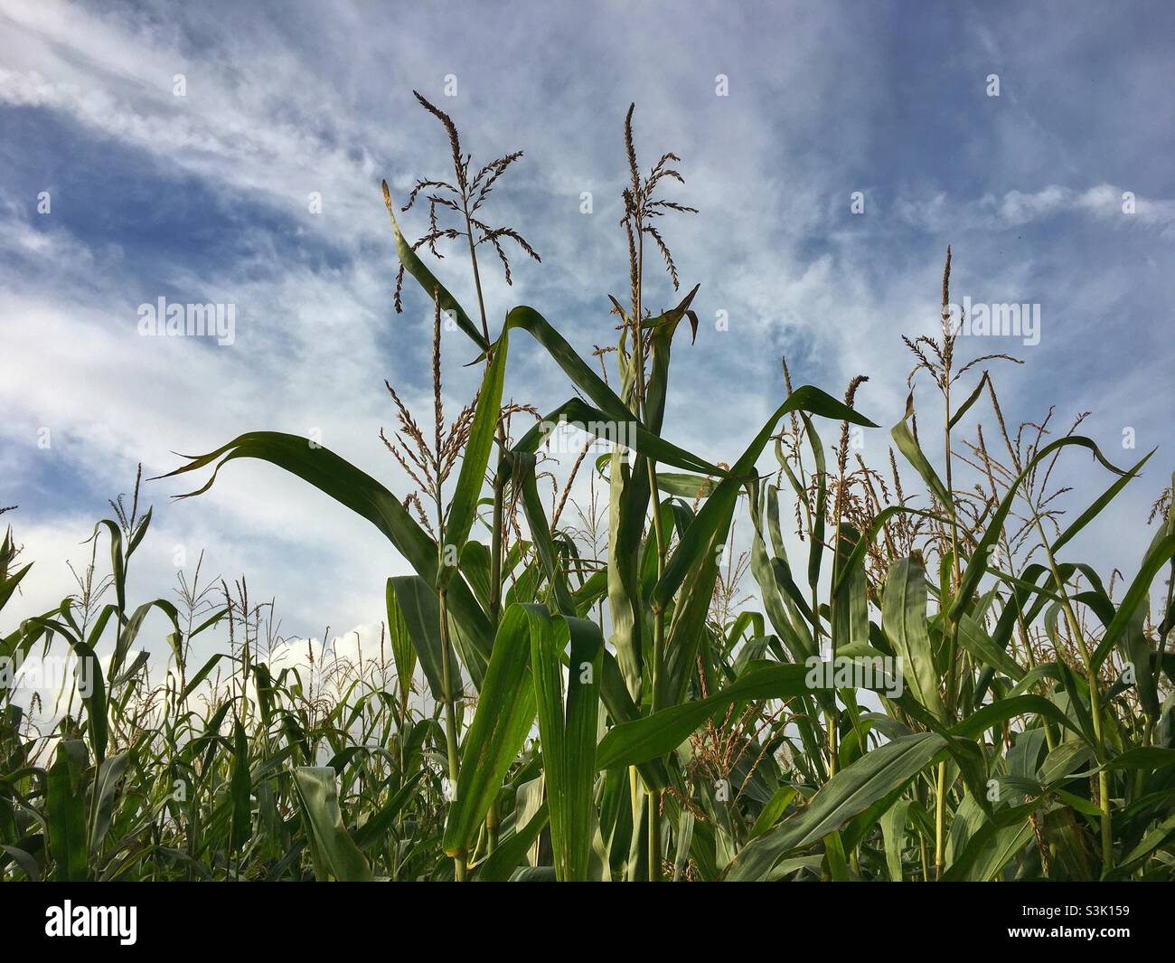 Corn (maize) plants growing in Hampshire, UK Stock Photo Alamy