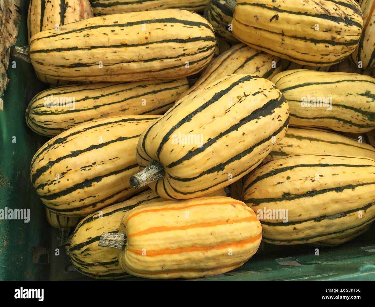 Organic Delicata squash, freshly harvested in a crate ready to sell Stock Photo